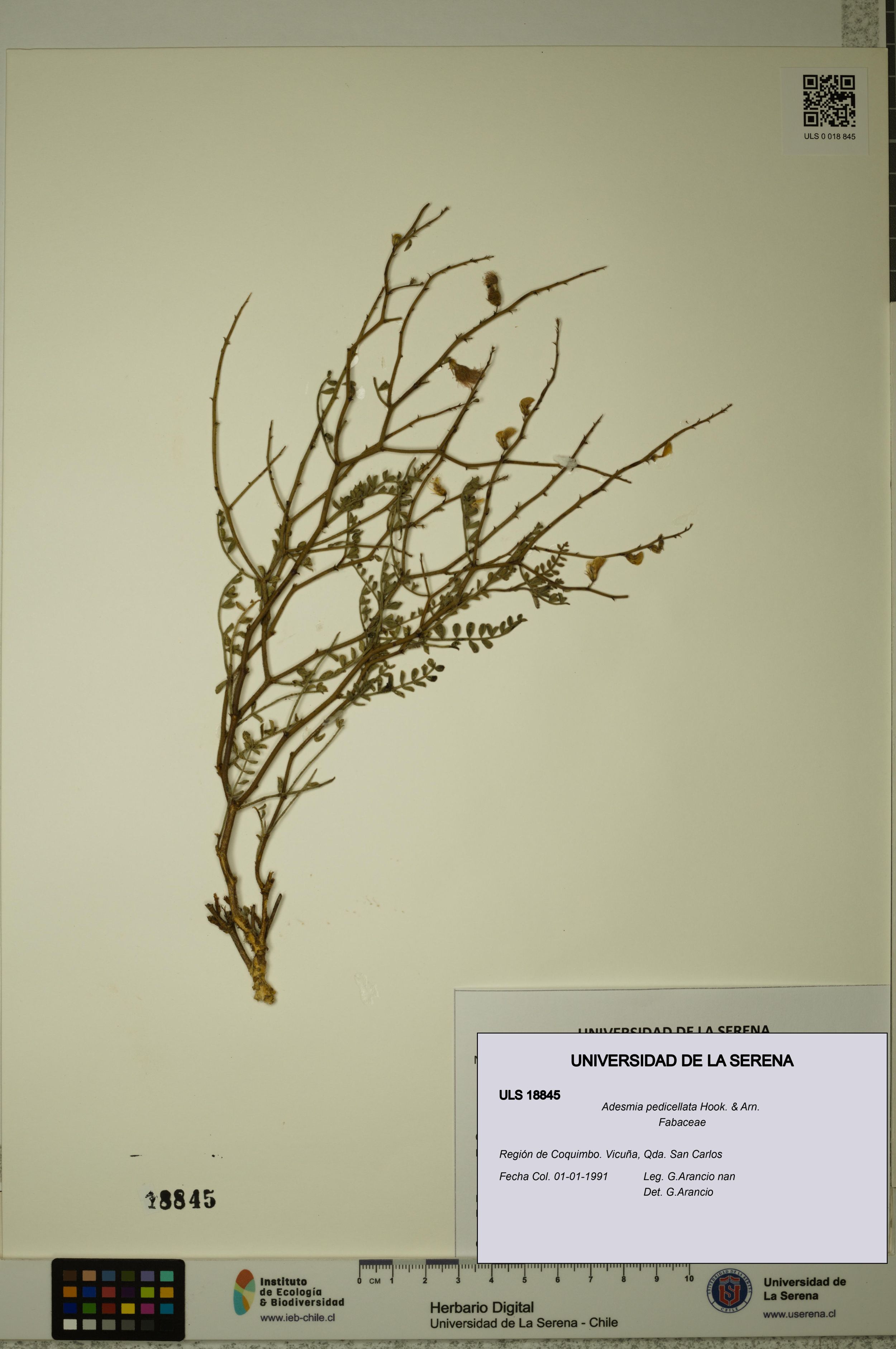Adesmia pedicellata [Espécimen: ]