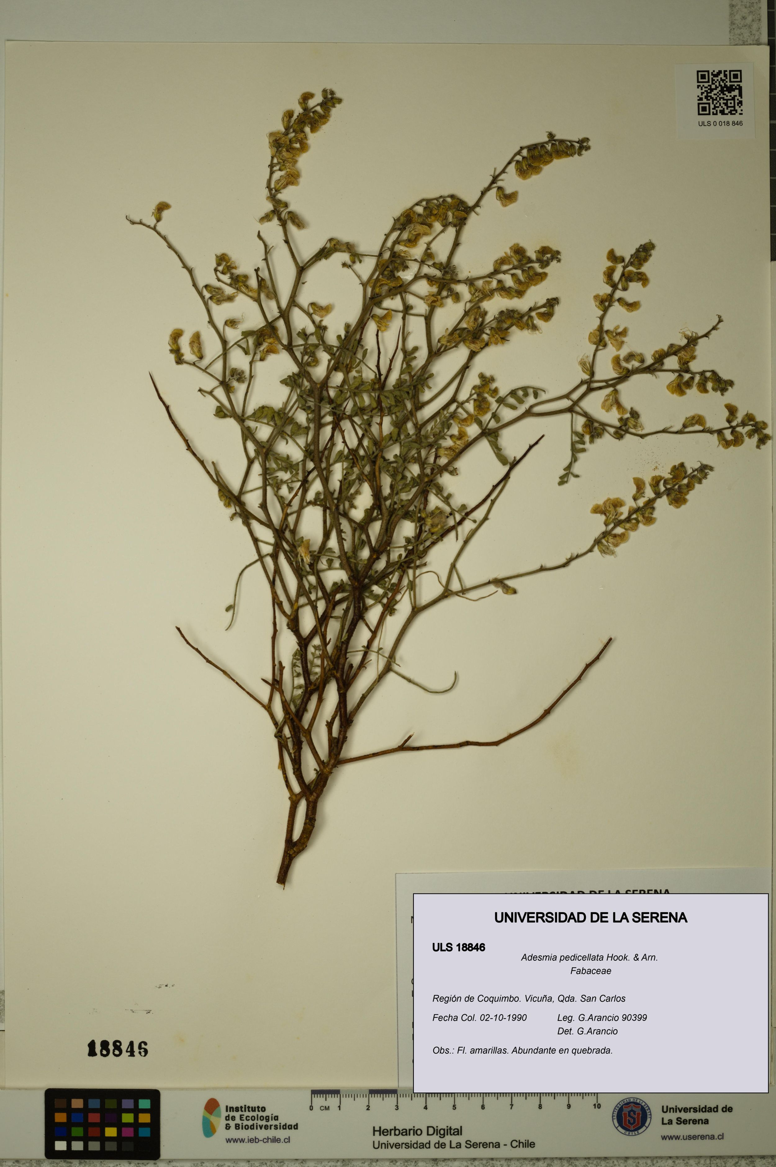 Adesmia pedicellata [Espécimen: ]