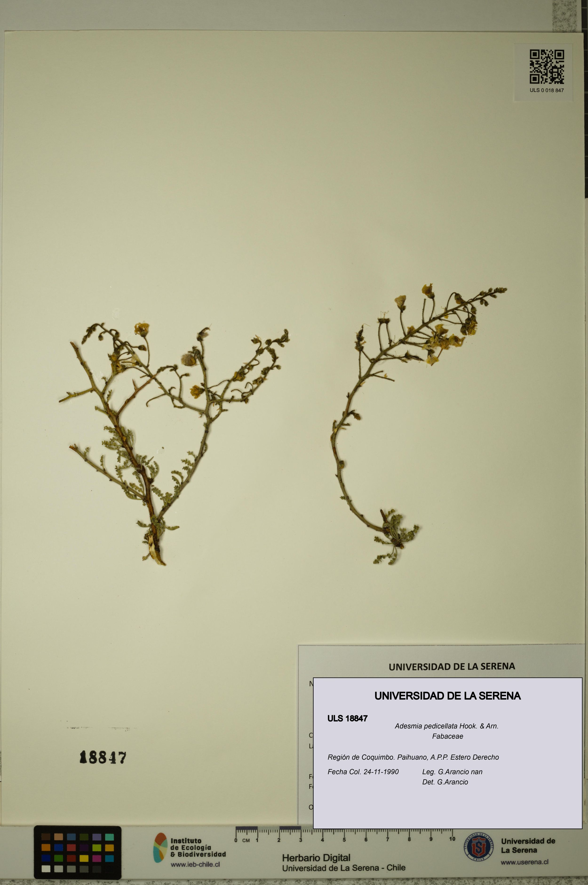 Adesmia pedicellata [Espécimen: ]