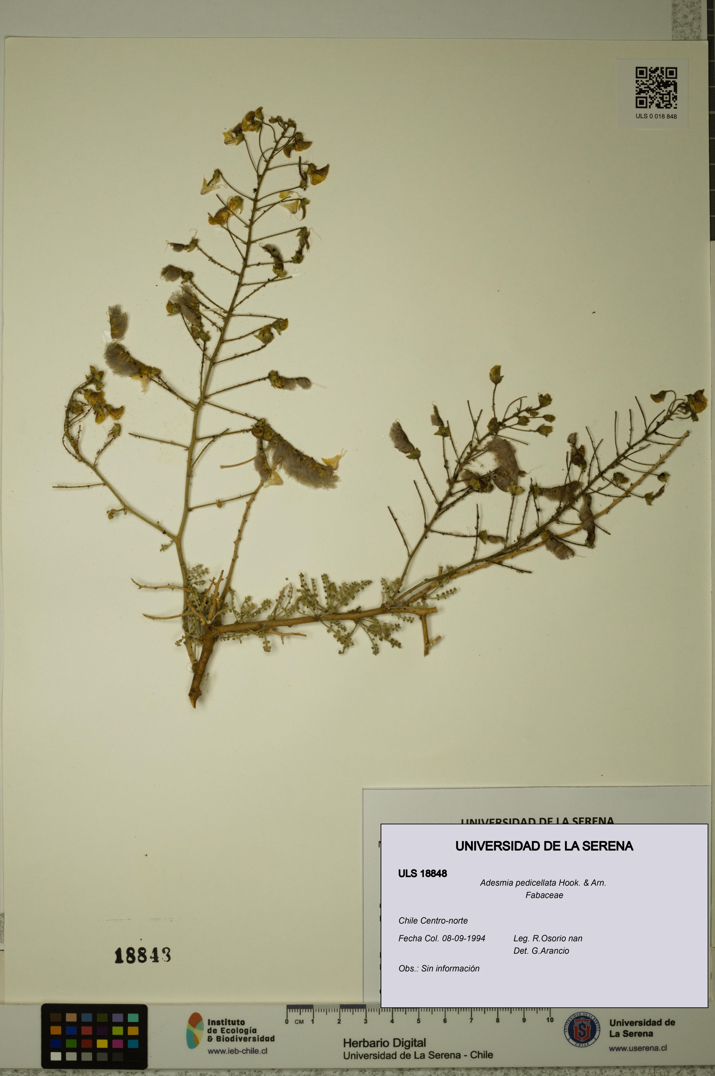 Adesmia pedicellata [Espécimen: ]
