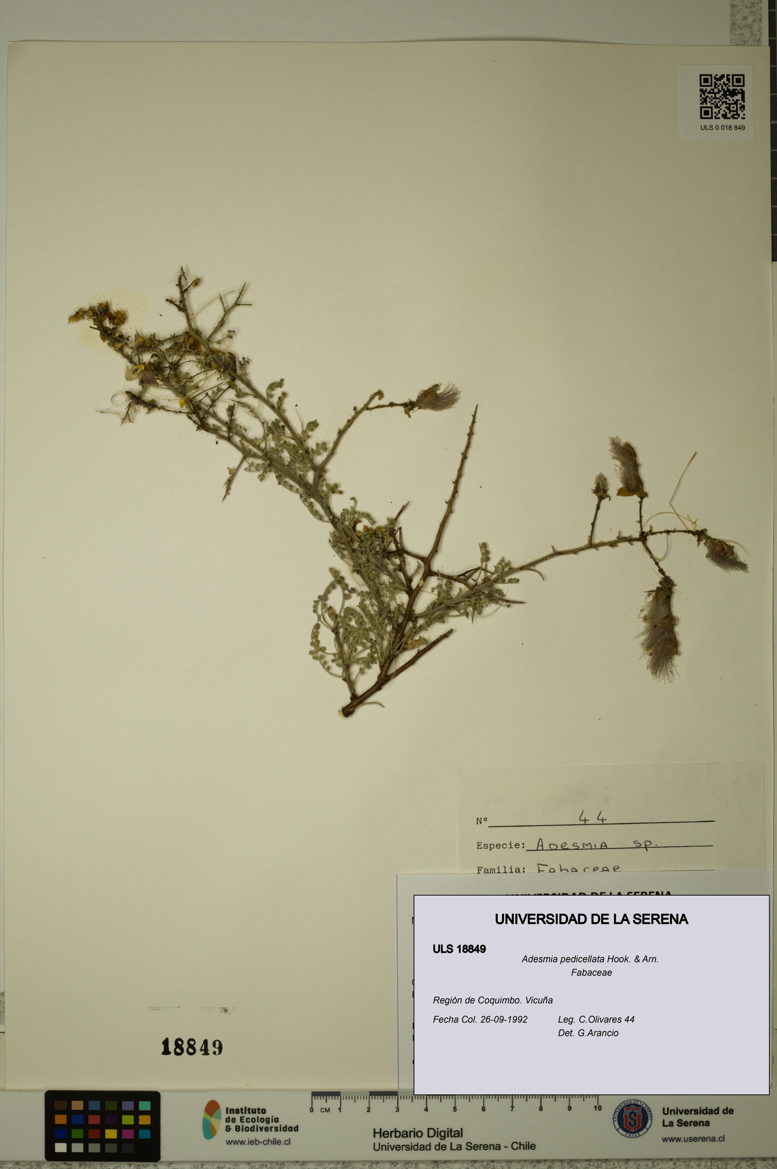 Adesmia pedicellata [Espécimen: ]