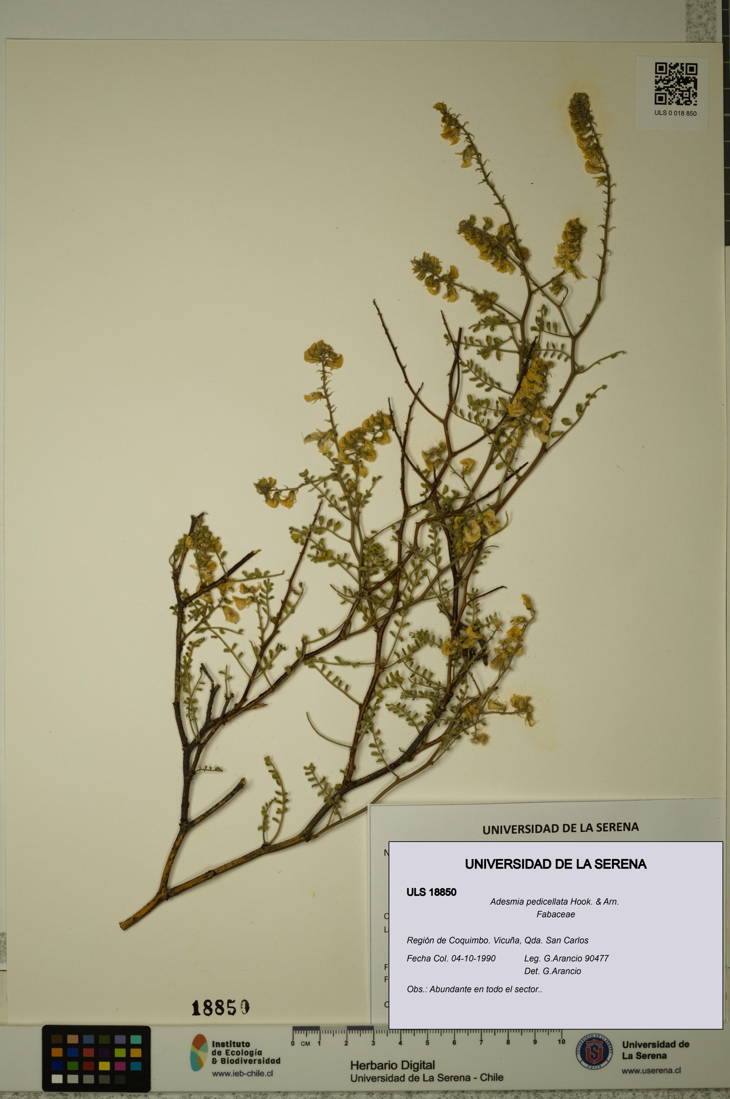 Adesmia pedicellata [Espécimen: ]