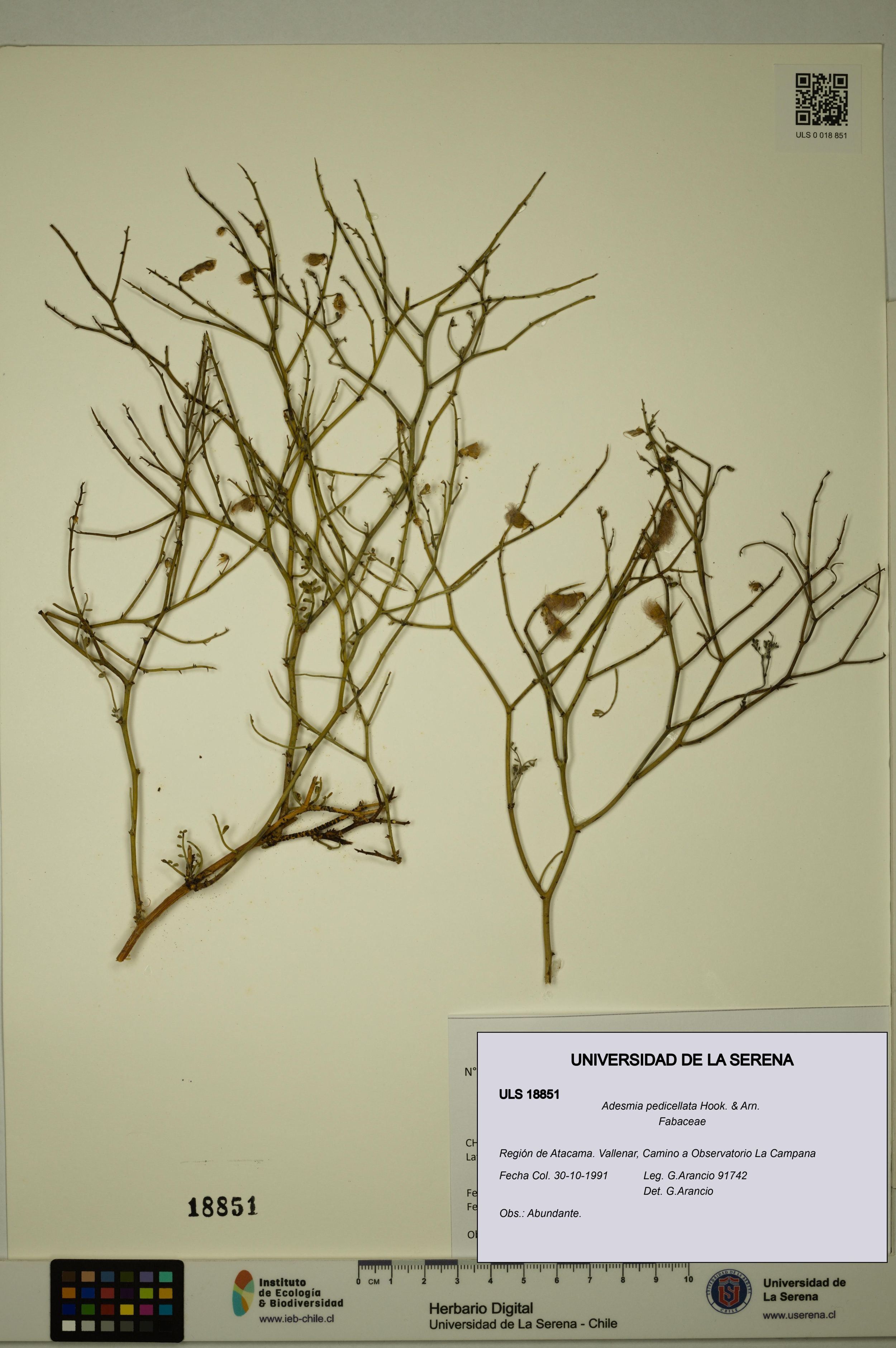 Adesmia pedicellata [Espécimen: ]