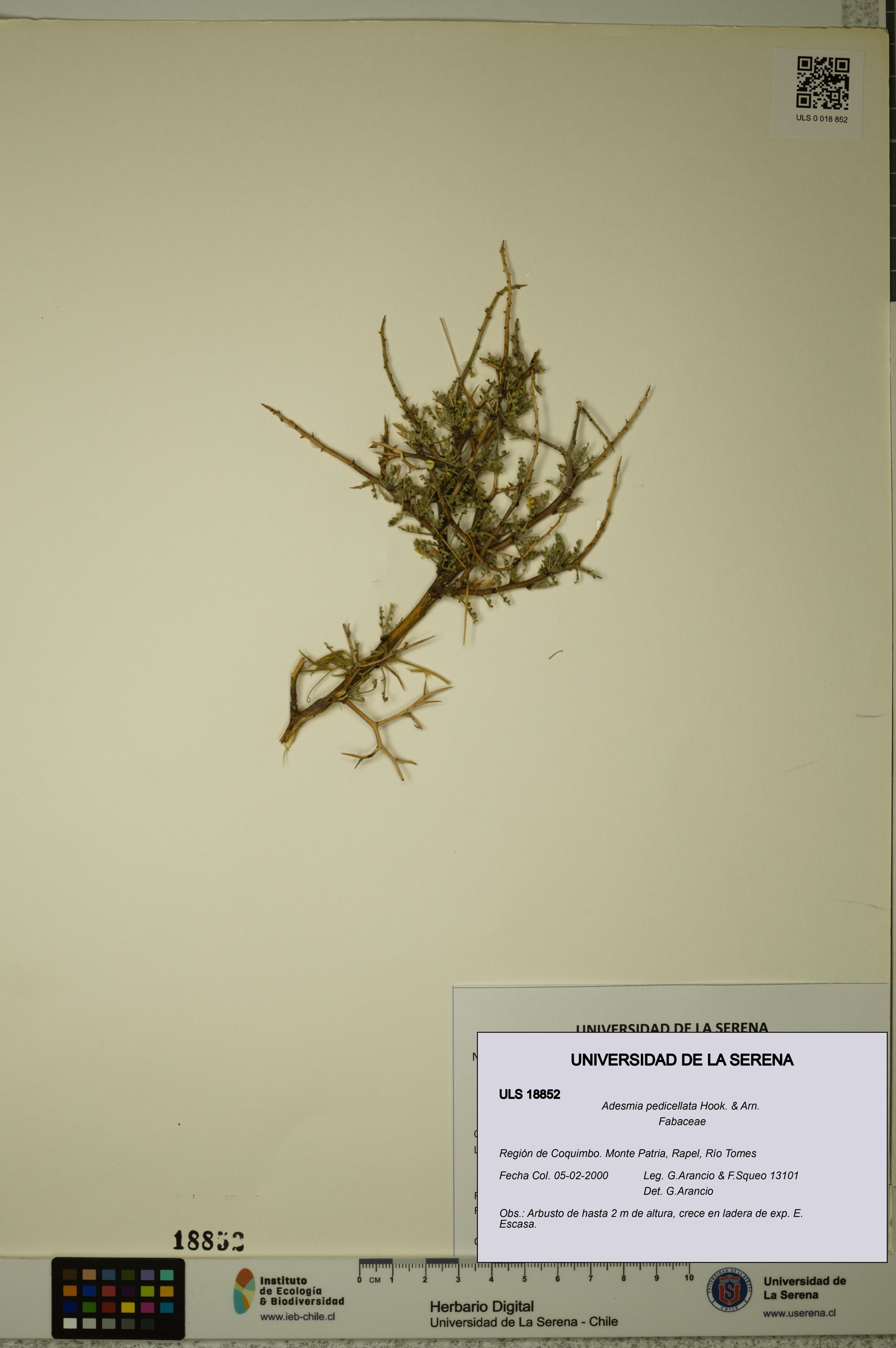Adesmia pedicellata [Espécimen: ]