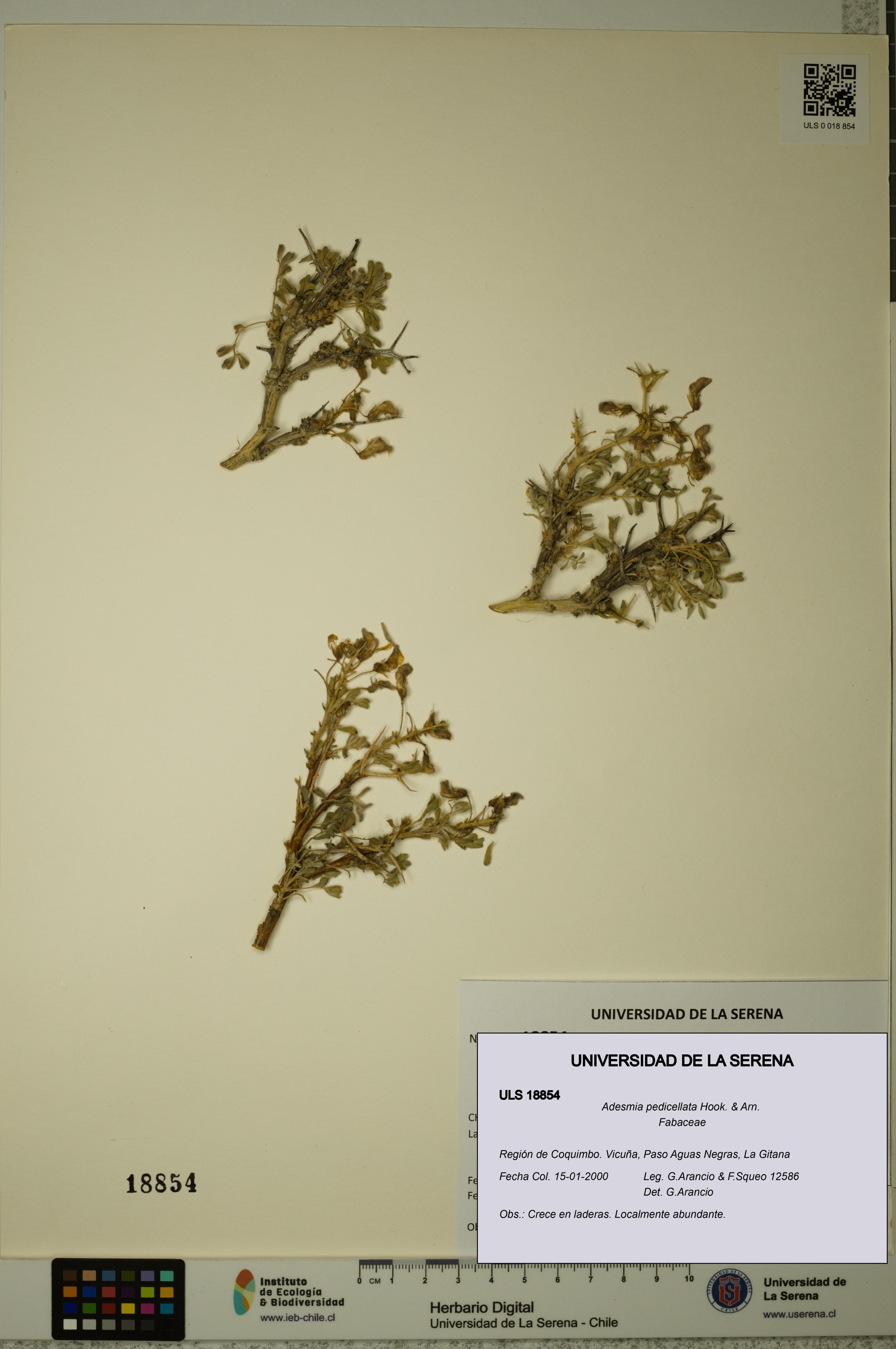 Adesmia pedicellata [Espécimen: ]