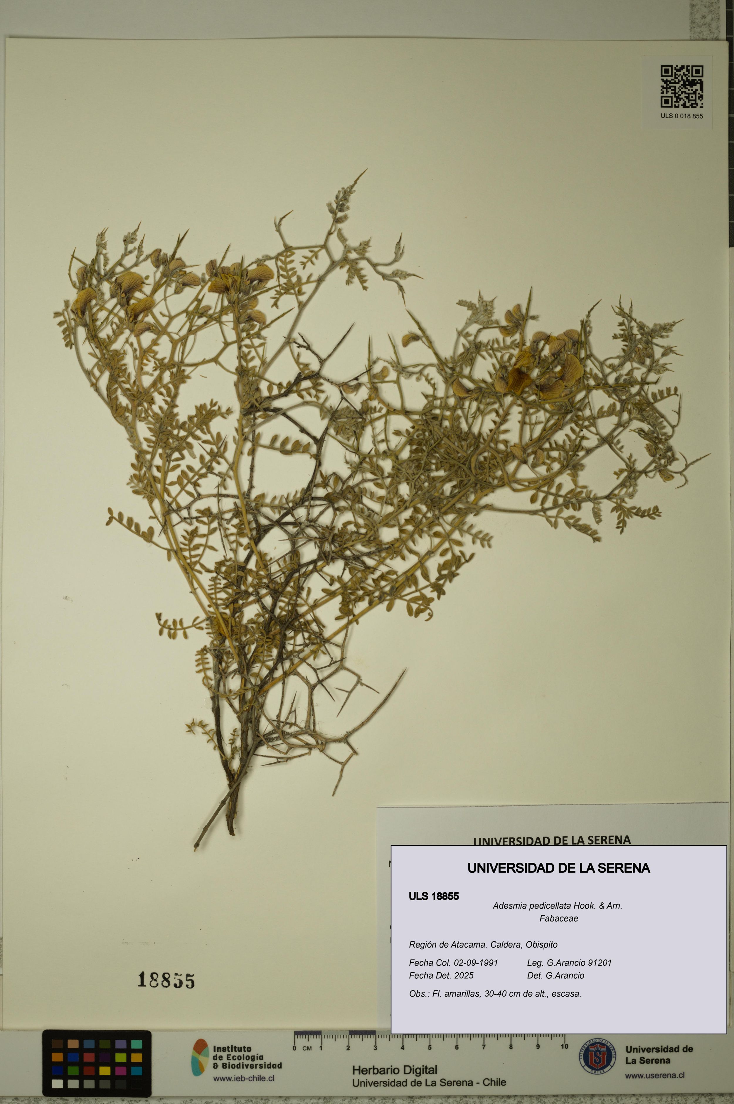 Adesmia pedicellata [Espécimen: ]