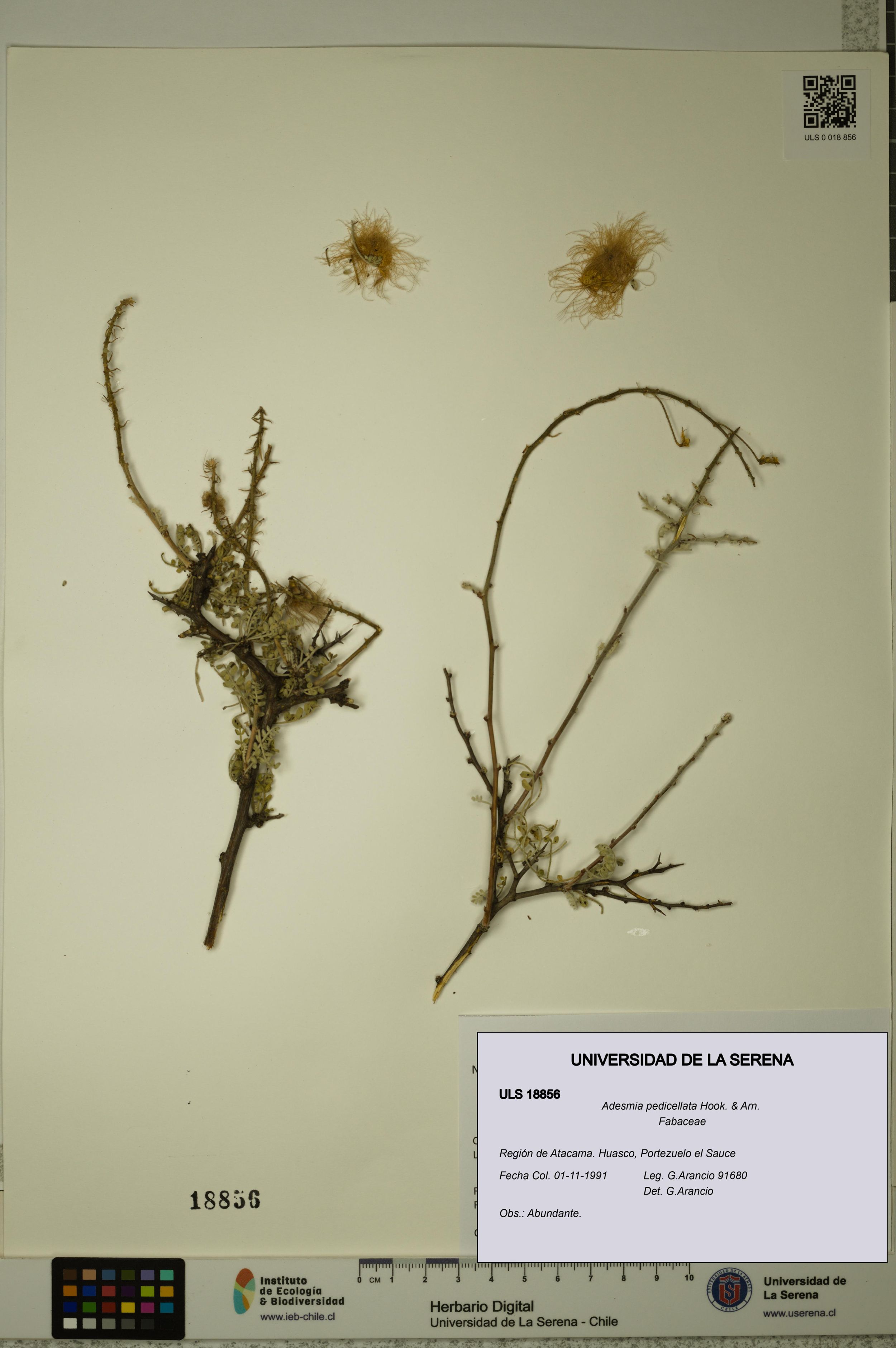 Adesmia pedicellata [Espécimen: ]