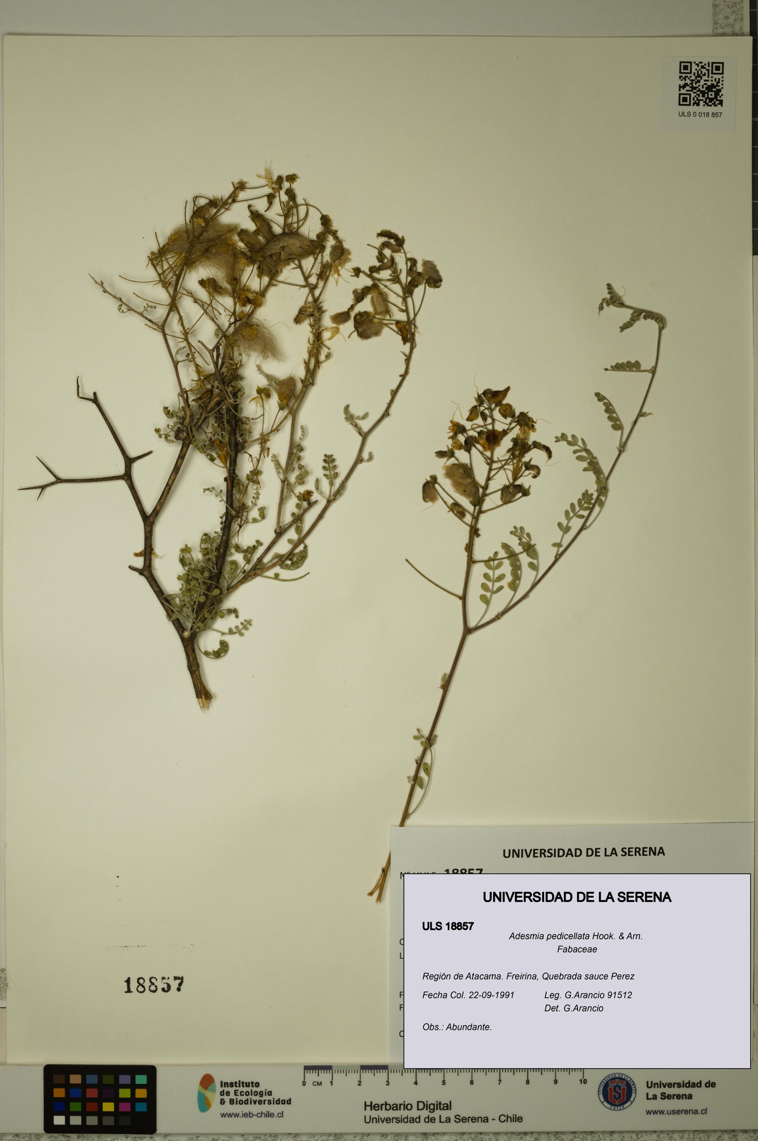 Adesmia pedicellata [Espécimen: ]