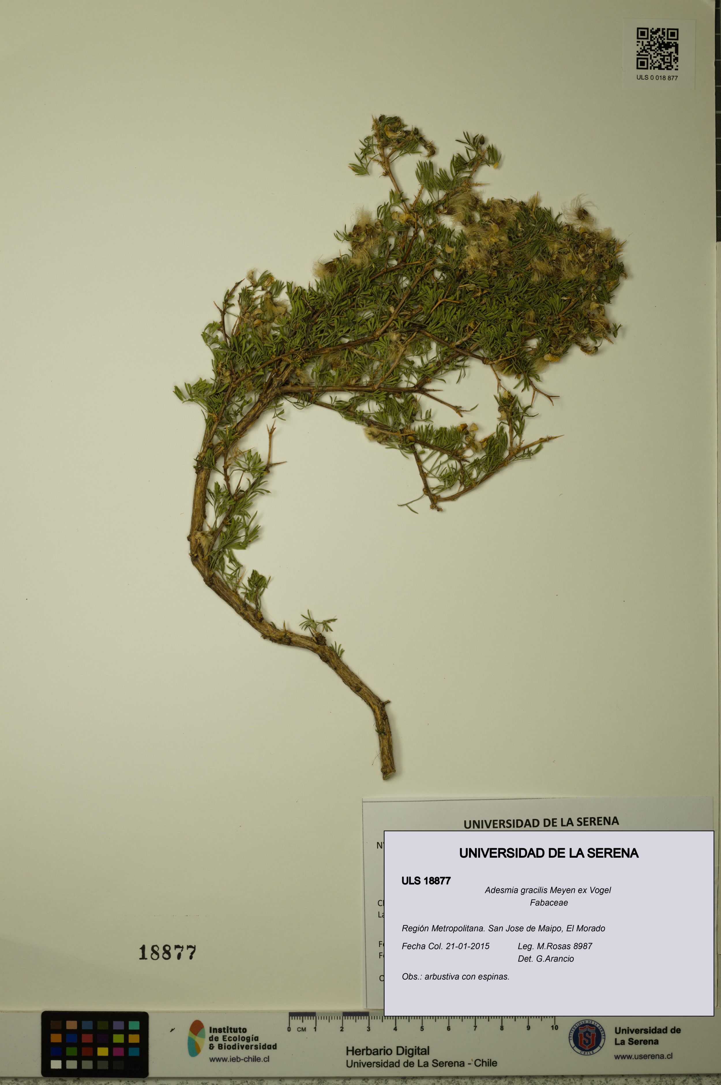 Adesmia gracilis [Espécimen: ]