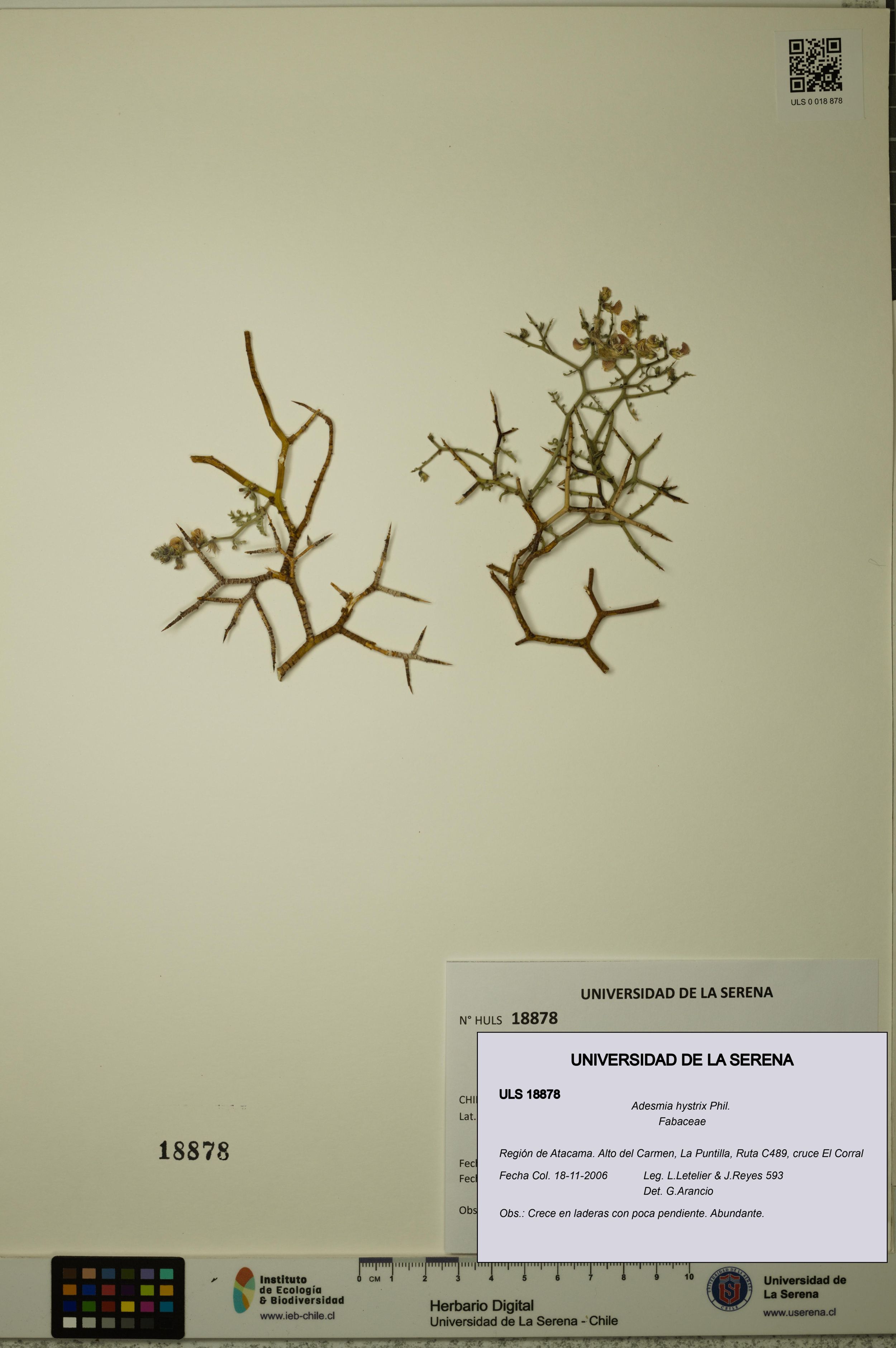 Adesmia hystrix [Espécimen: ]
