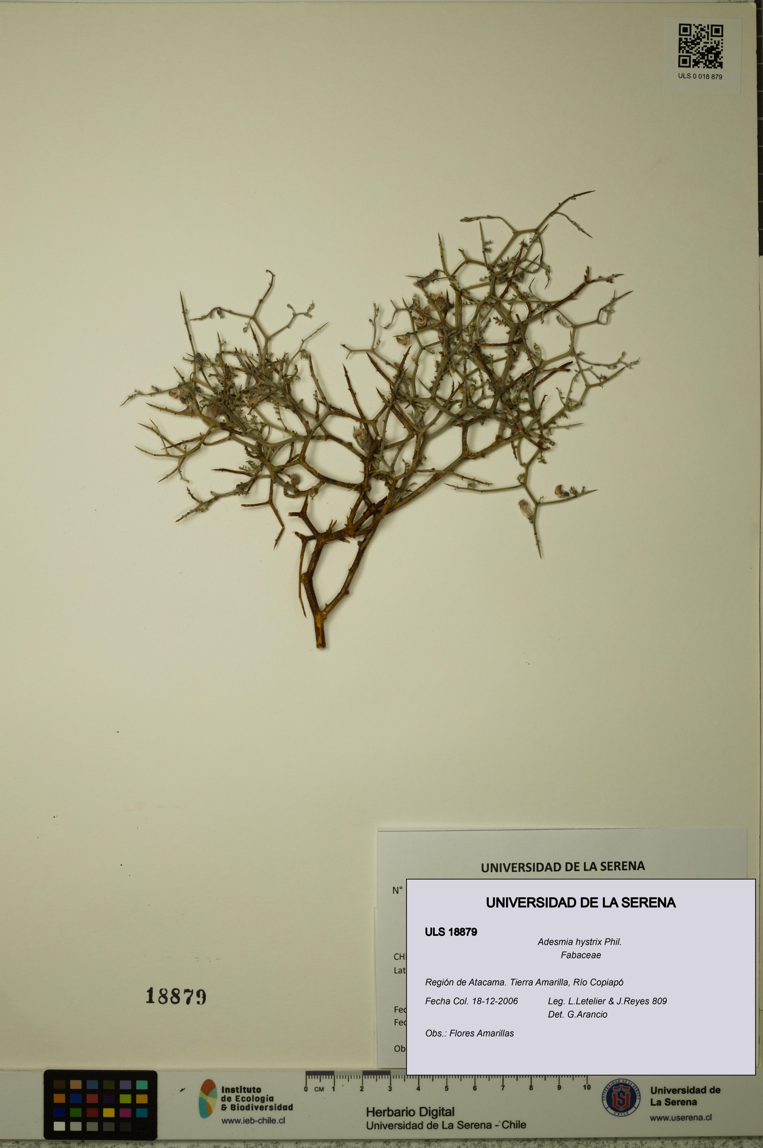 Adesmia hystrix [Espécimen: ]