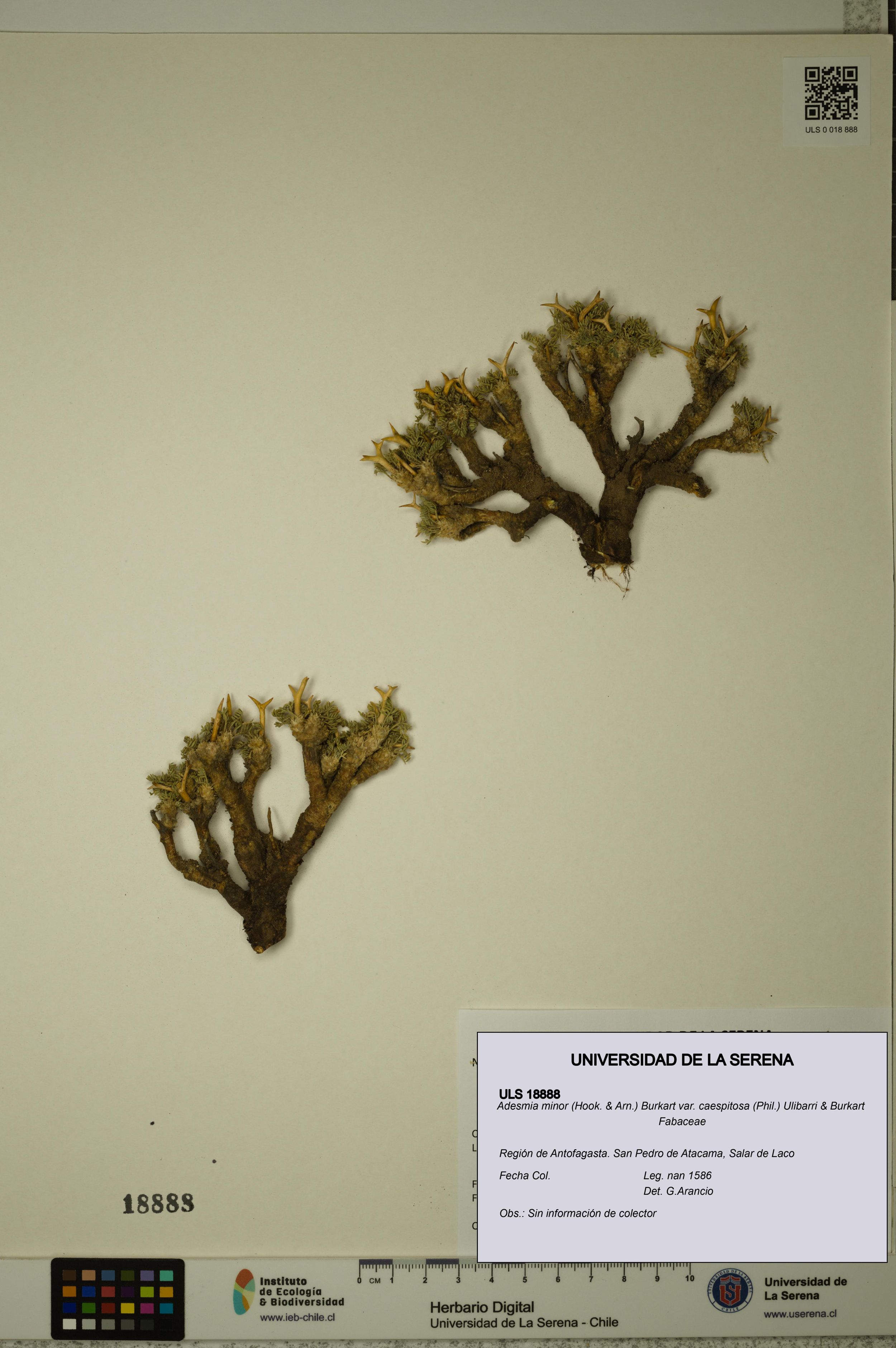 Adesmia minor var. caespitosa [Espécimen: ]