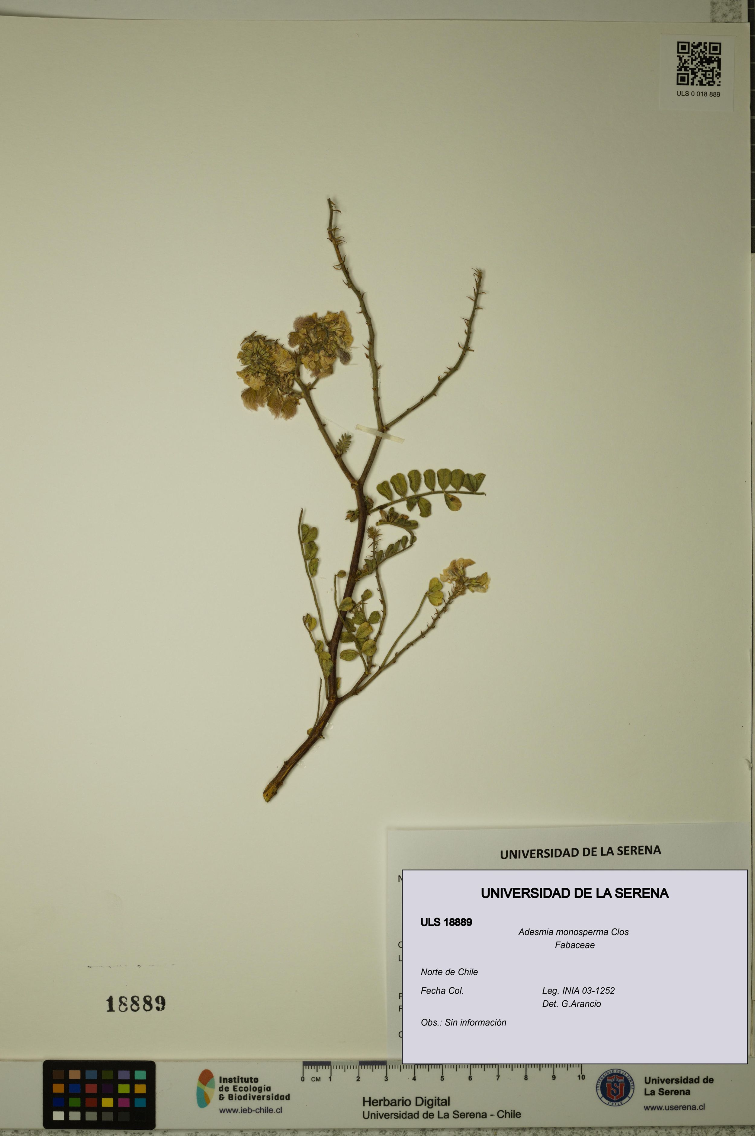 Adesmia monosperma [Espécimen: ]