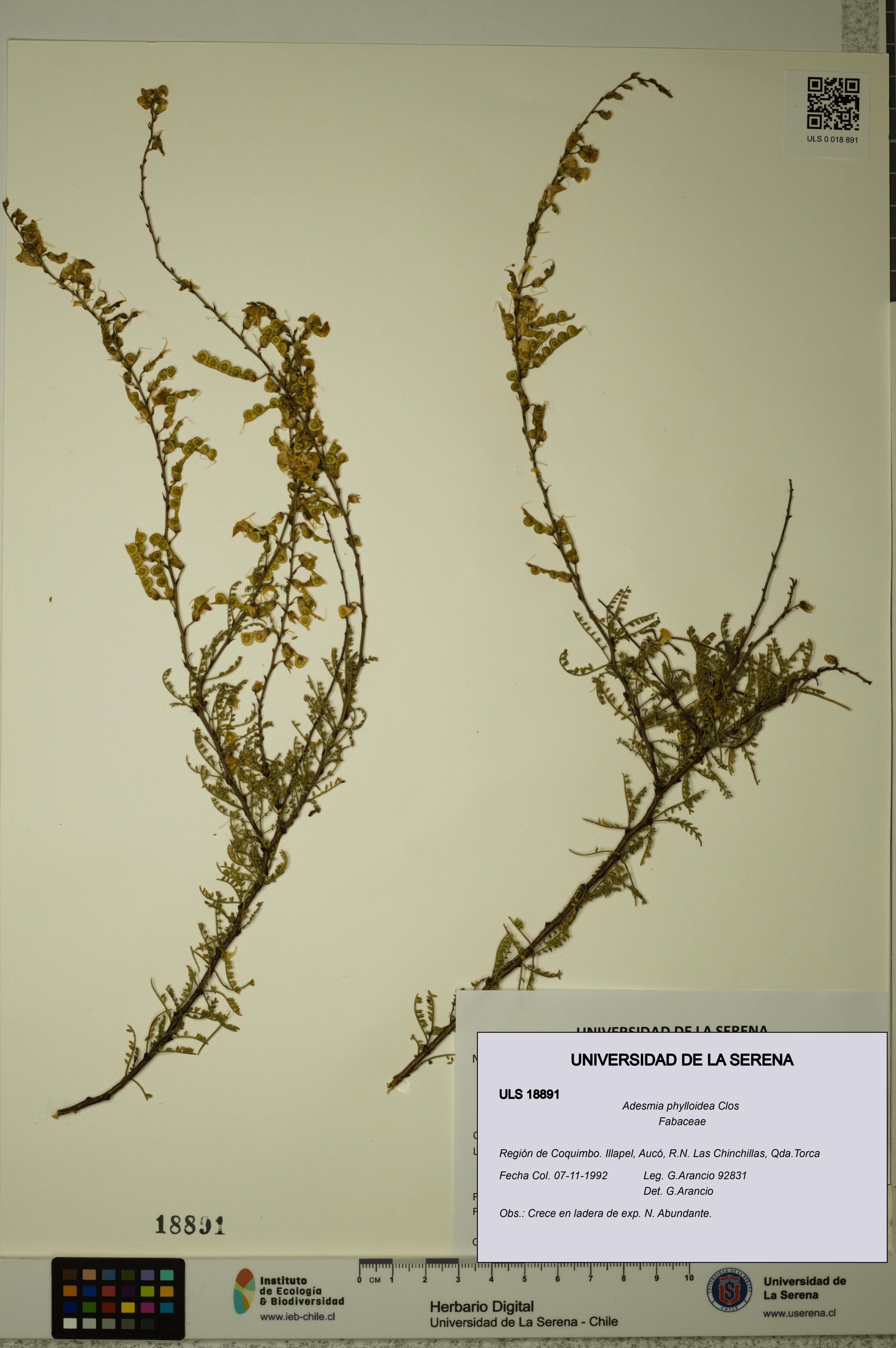 Adesmia phylloidea [Espécimen: ]