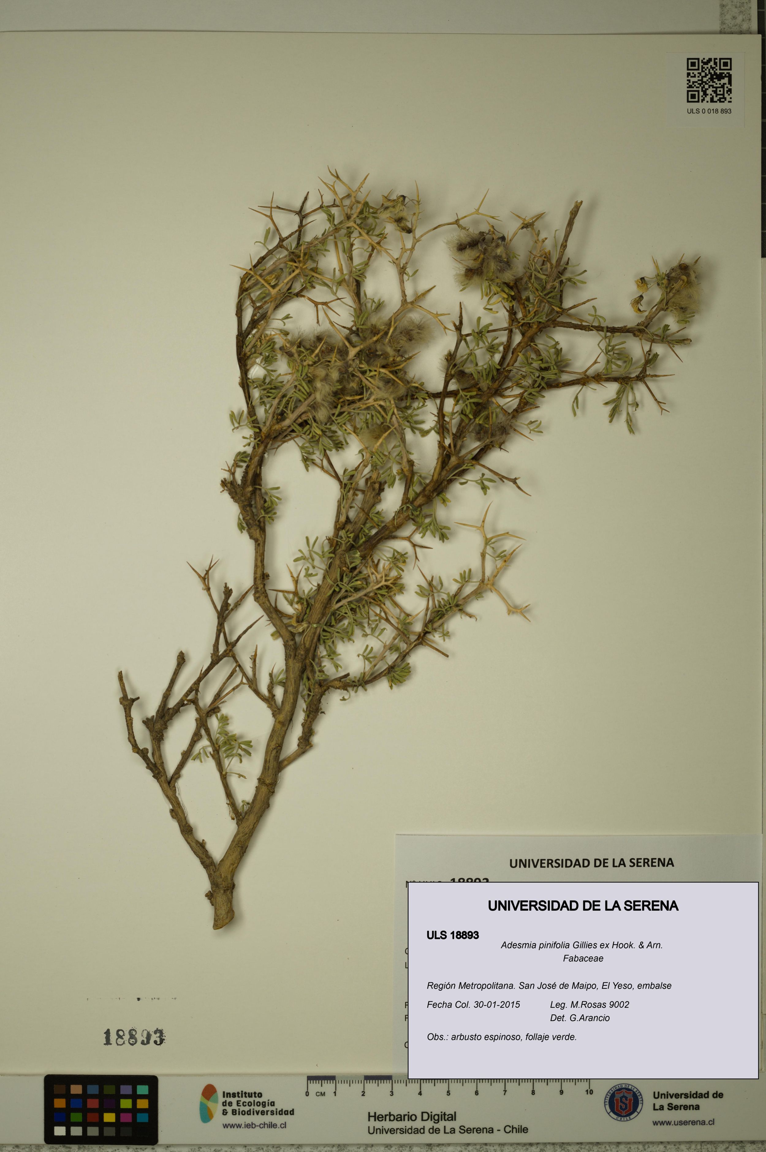 Adesmia pinifolia [Espécimen: ]
