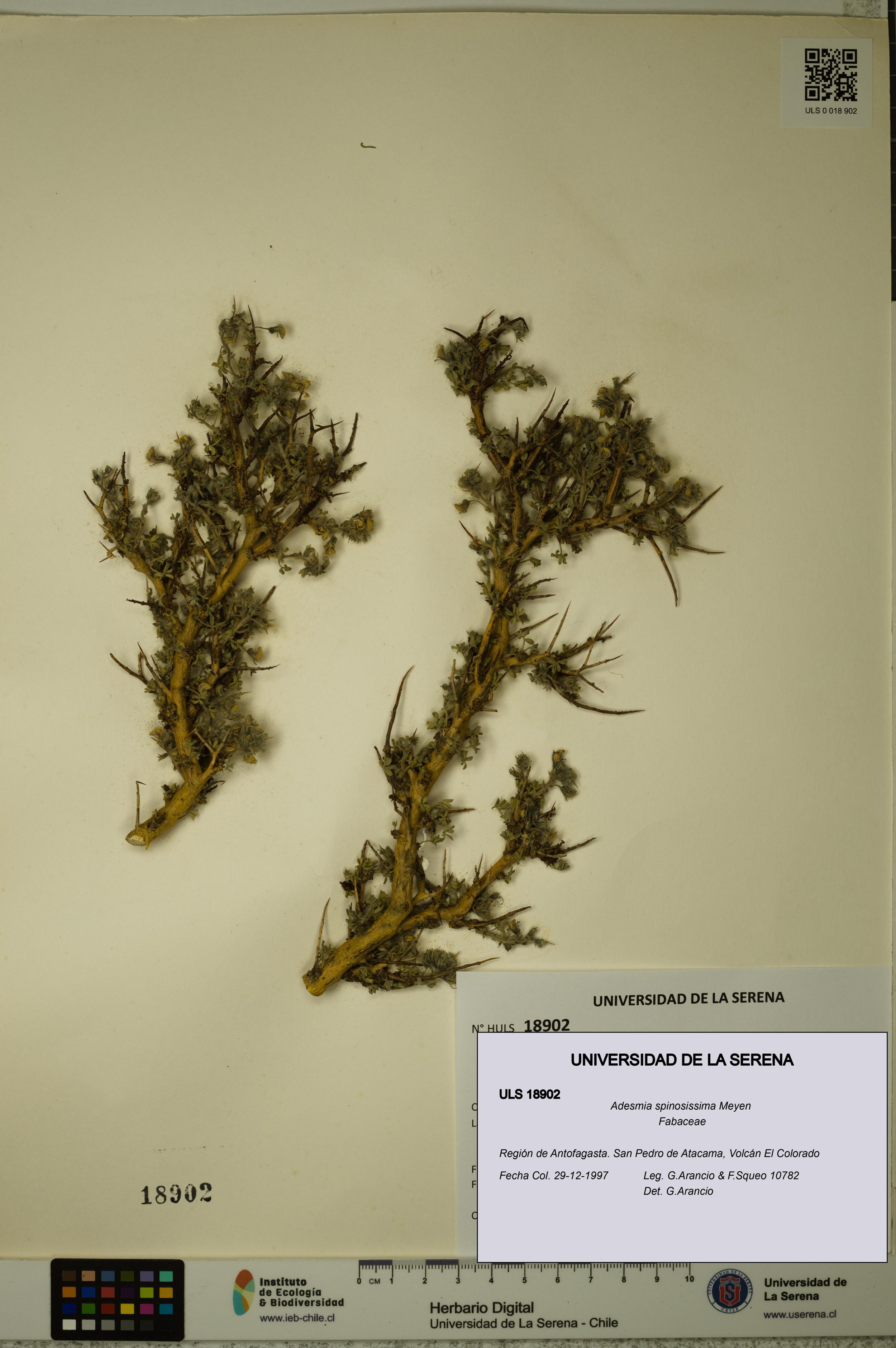 Adesmia spinosissima [Espécimen: ]