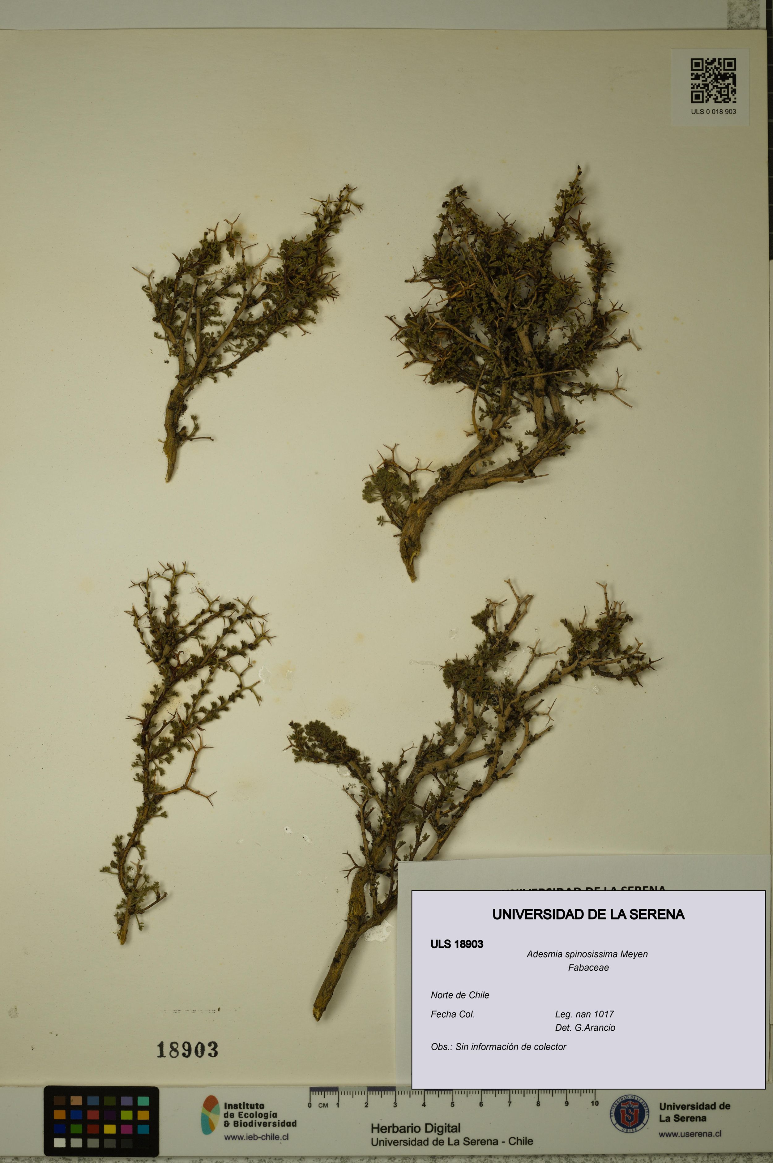 Adesmia spinosissima [Espécimen: ]