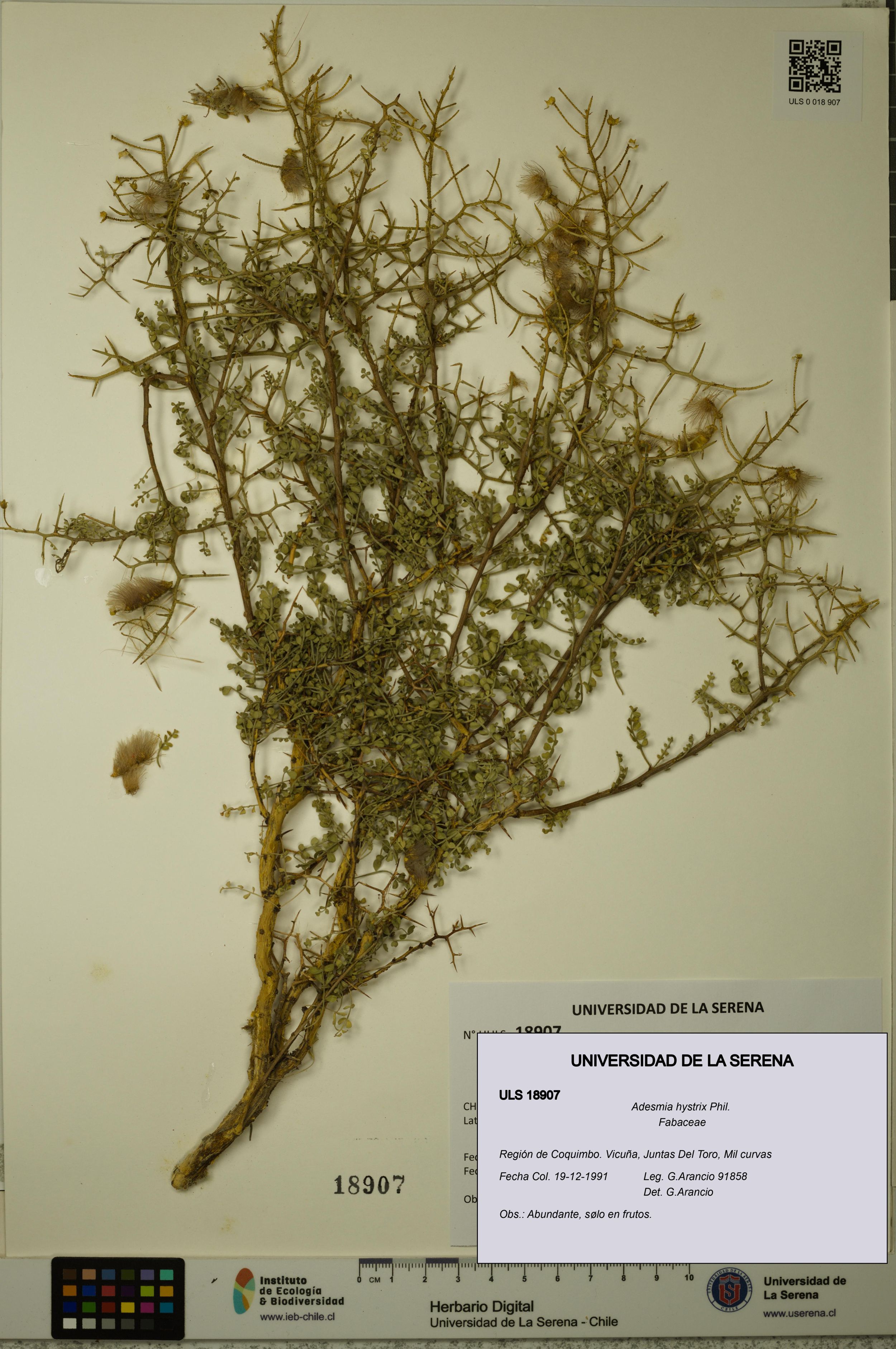 Adesmia hystrix [Espécimen: ]