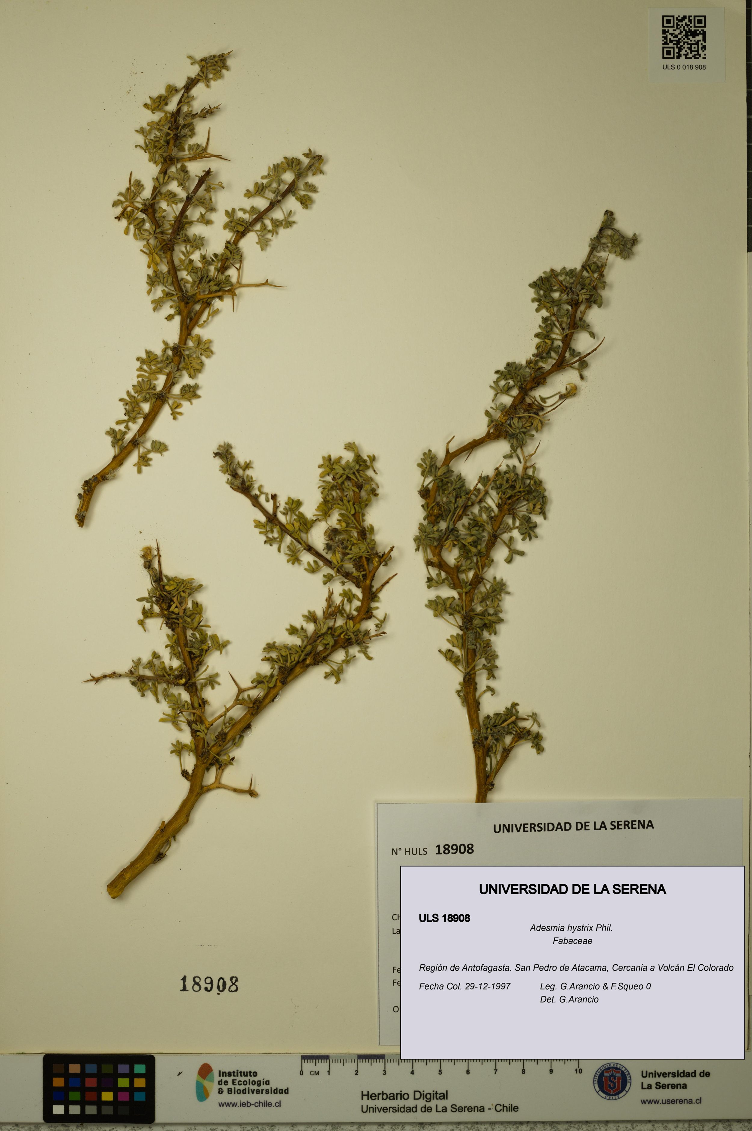 Adesmia hystrix [Espécimen: ]