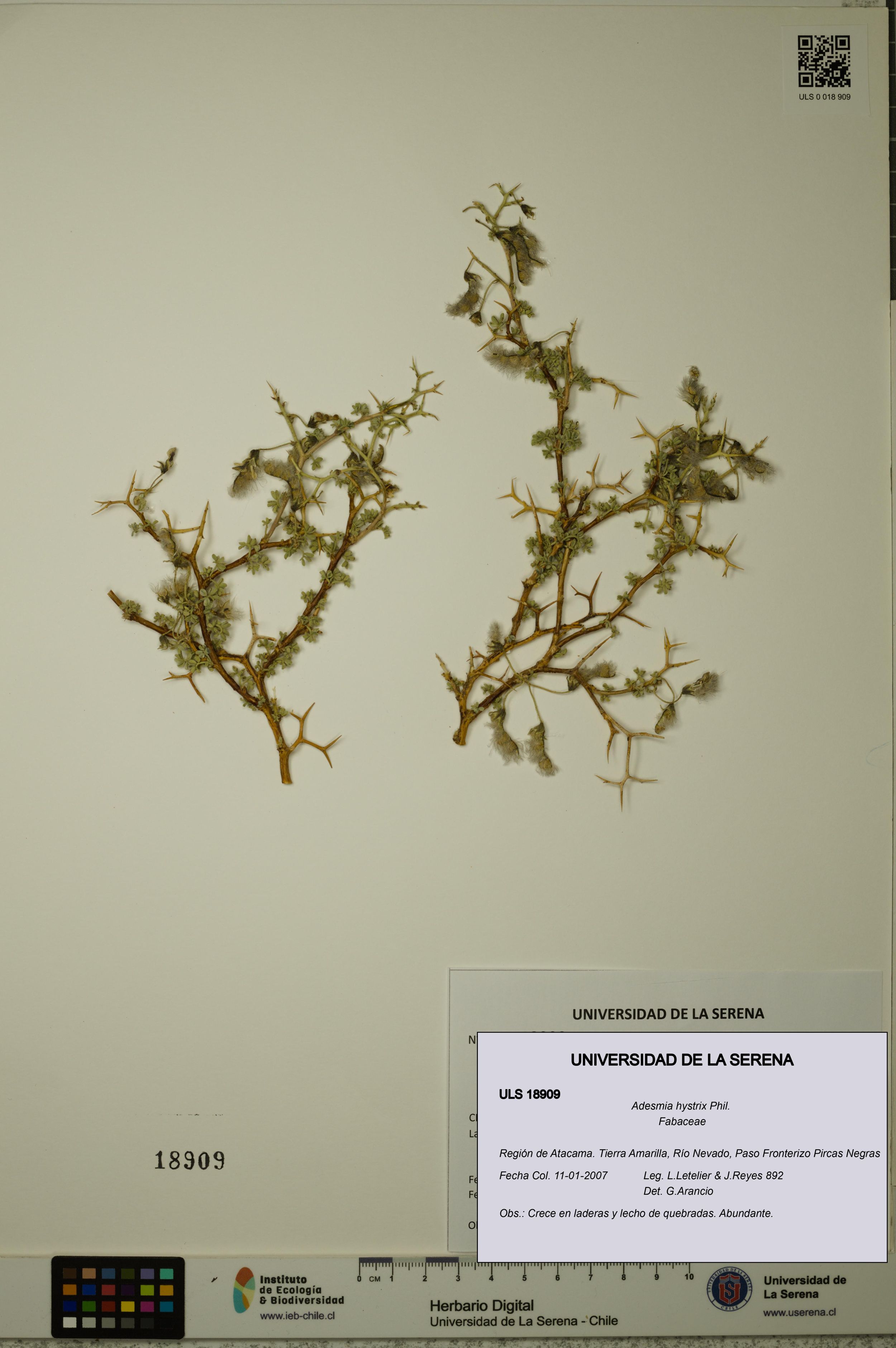 Adesmia hystrix [Espécimen: ]