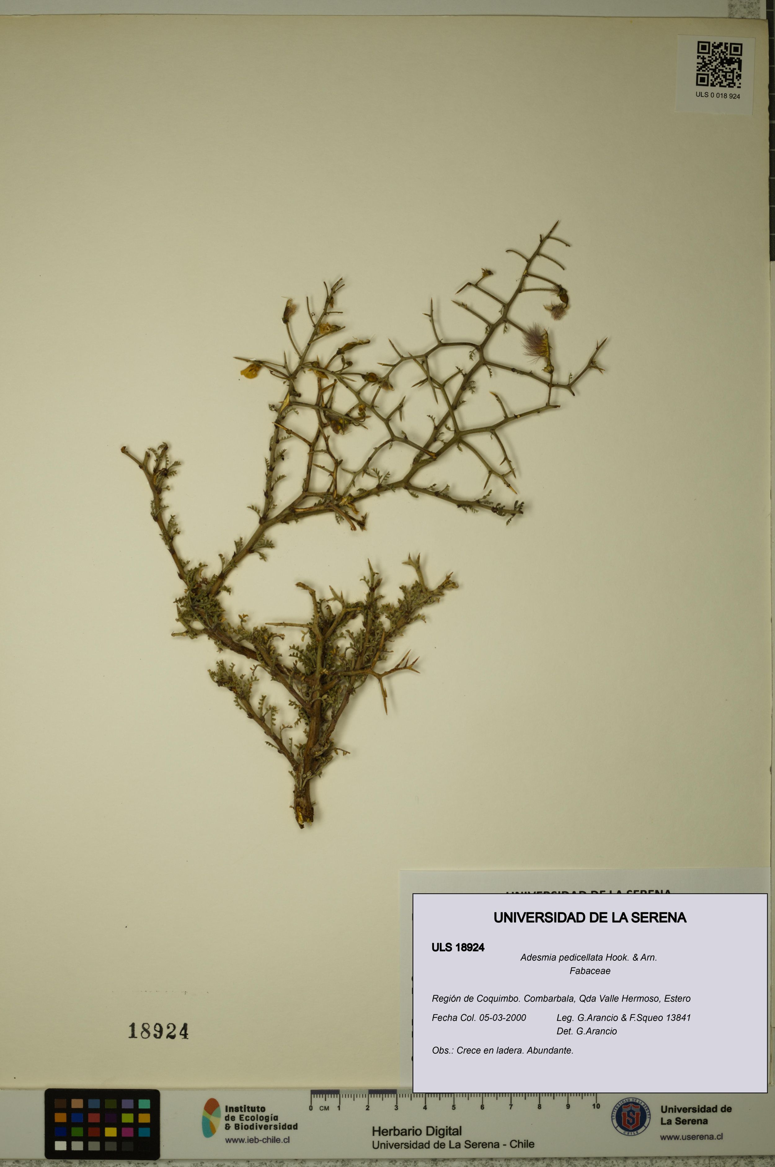 Adesmia pedicellata [Espécimen: ]