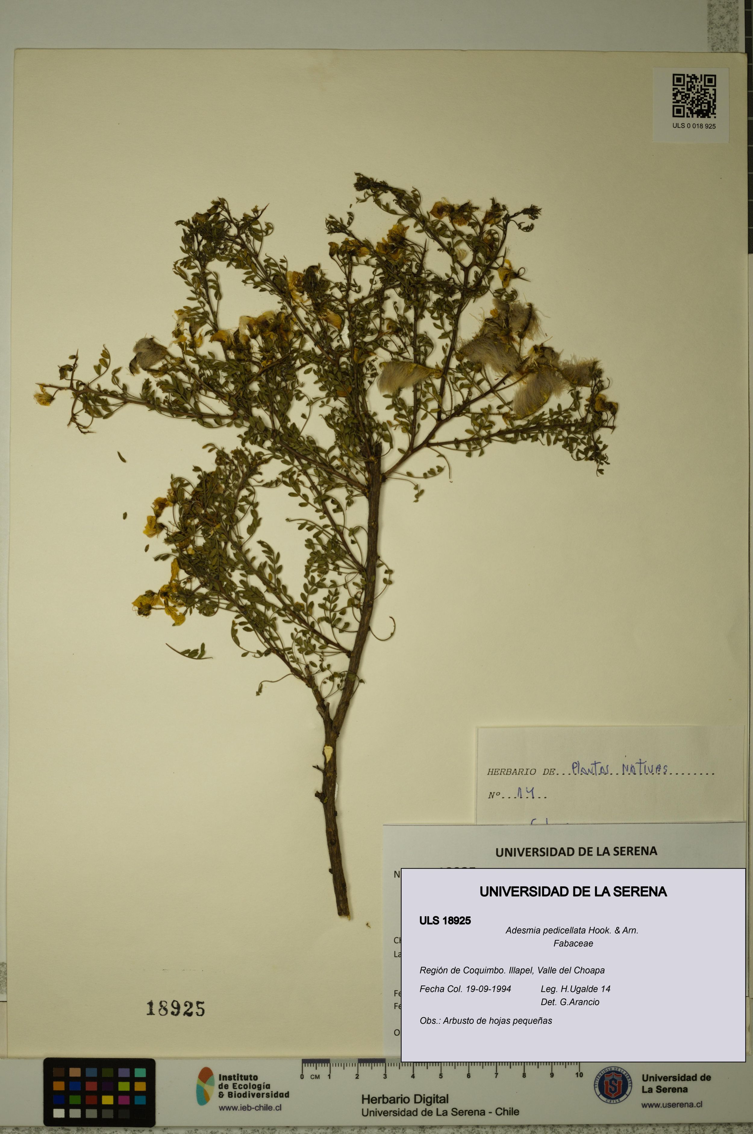 Adesmia pedicellata [Espécimen: ]