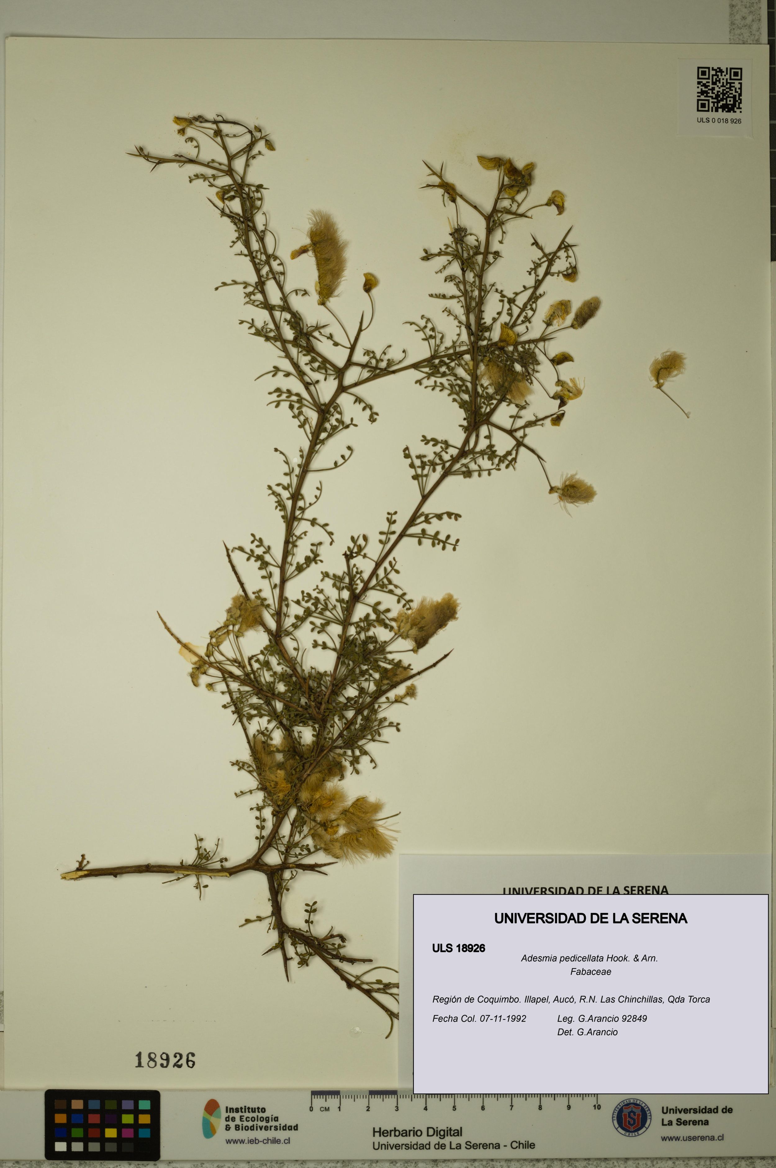 Adesmia pedicellata [Espécimen: ]