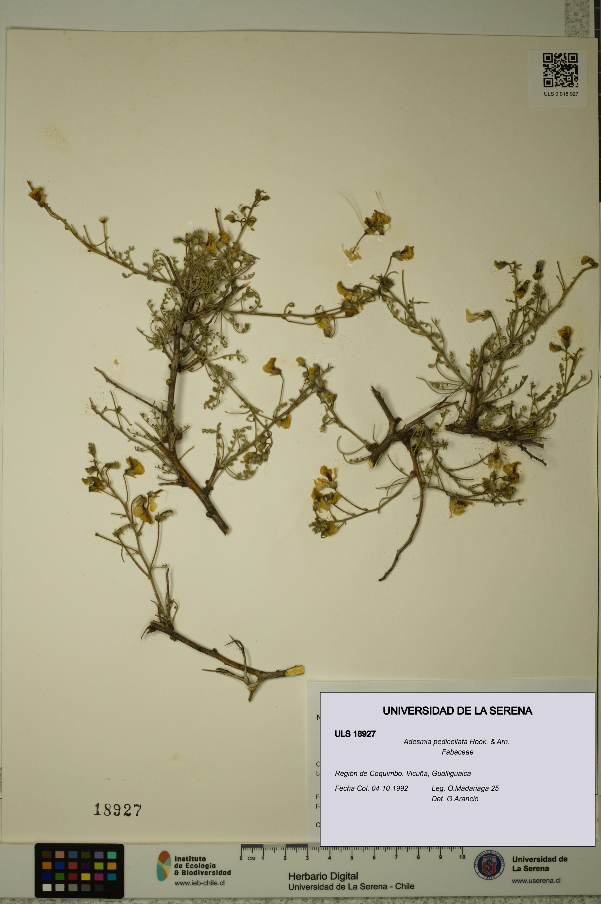 Adesmia pedicellata [Espécimen: ]