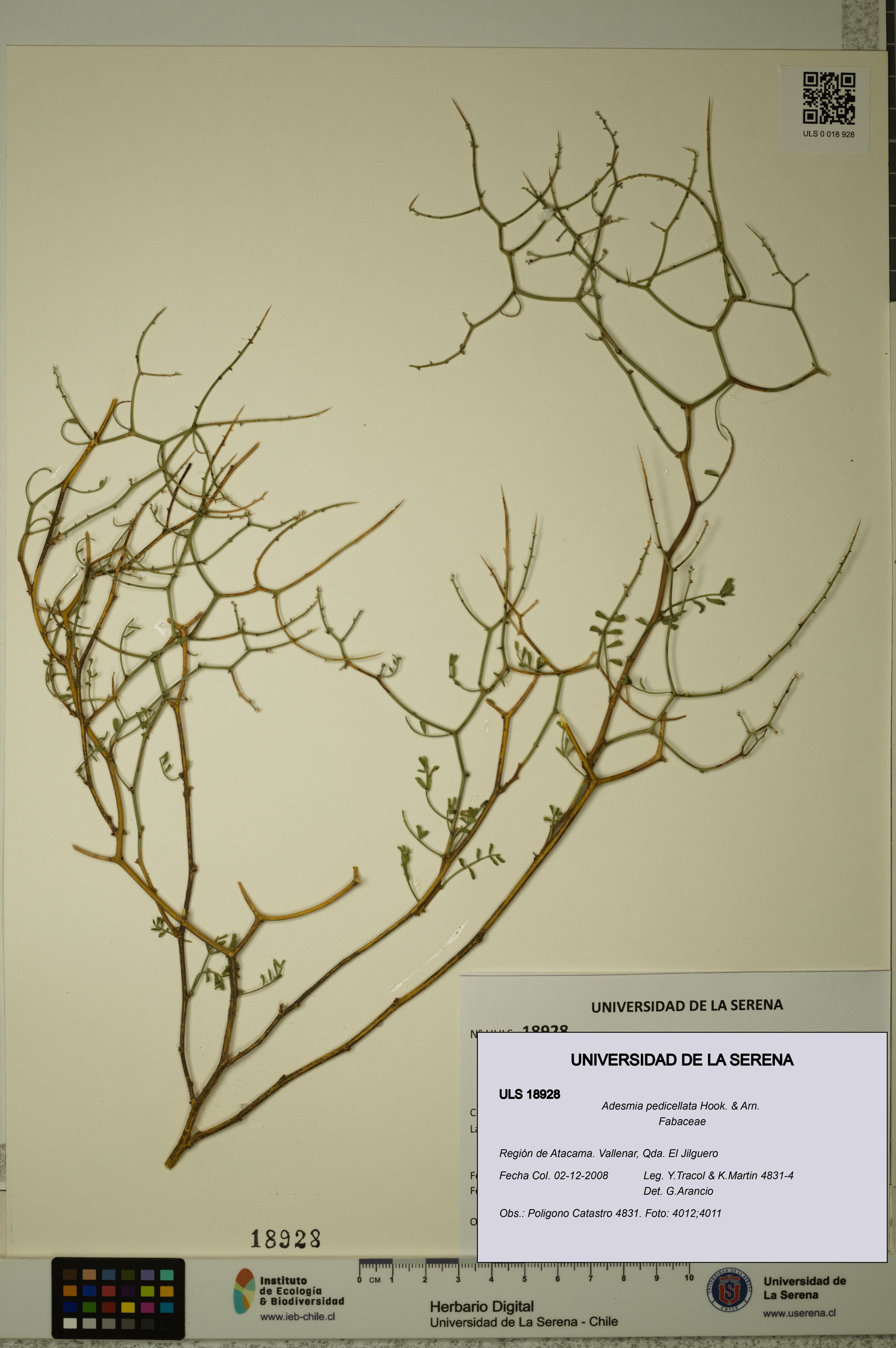 Adesmia pedicellata [Espécimen: ]