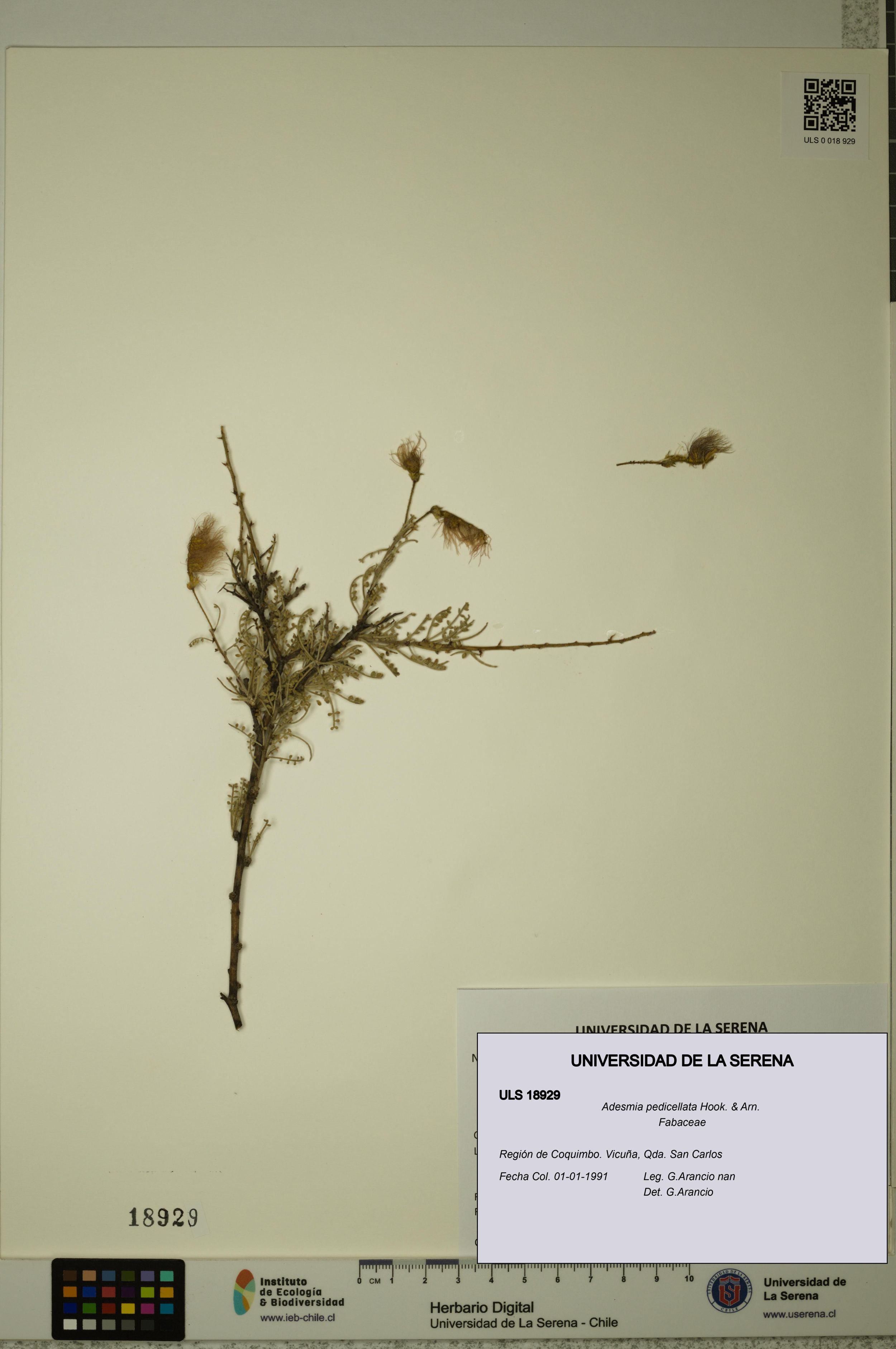Adesmia pedicellata [Espécimen: ]