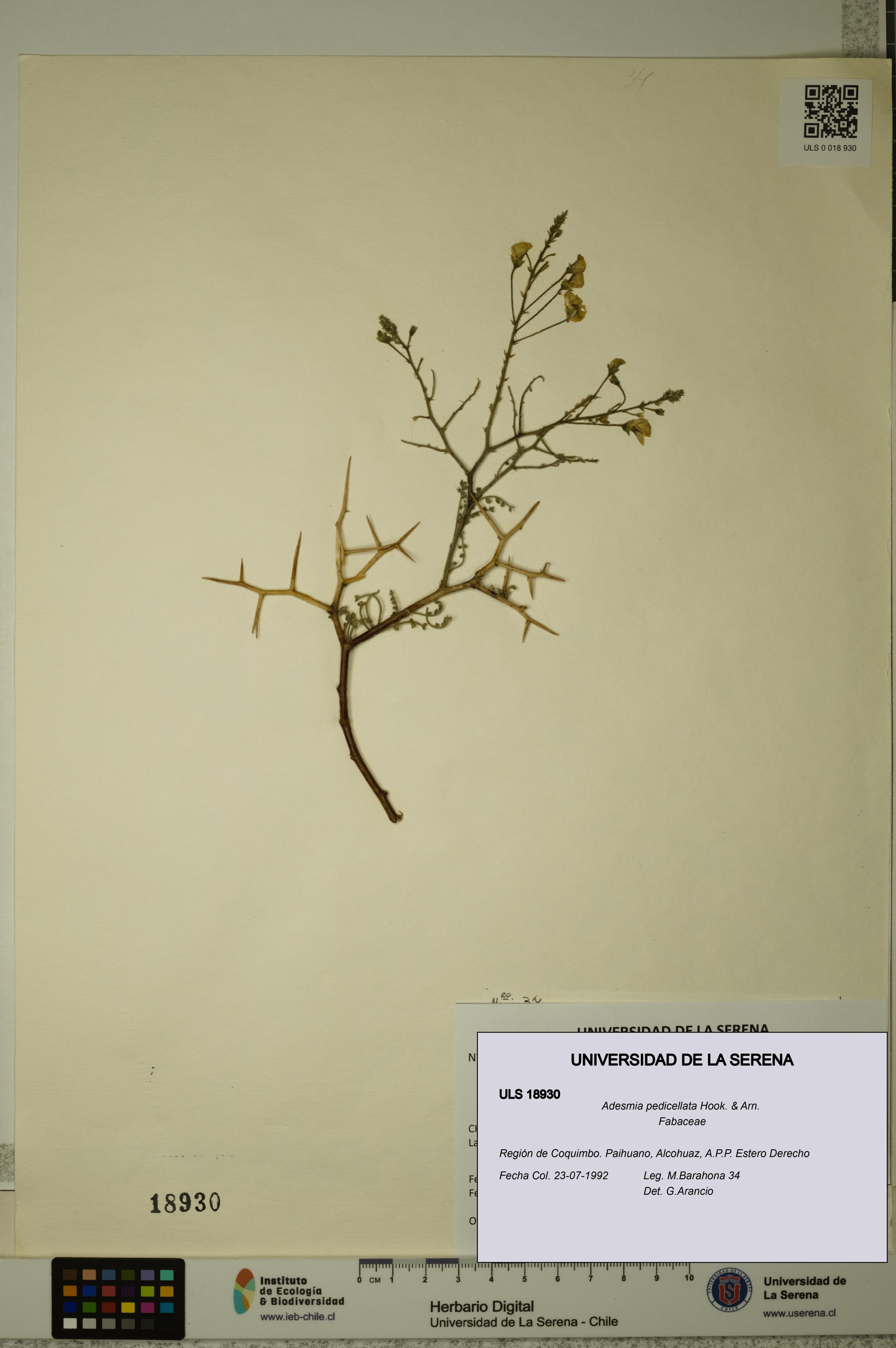 Adesmia pedicellata [Espécimen: ]