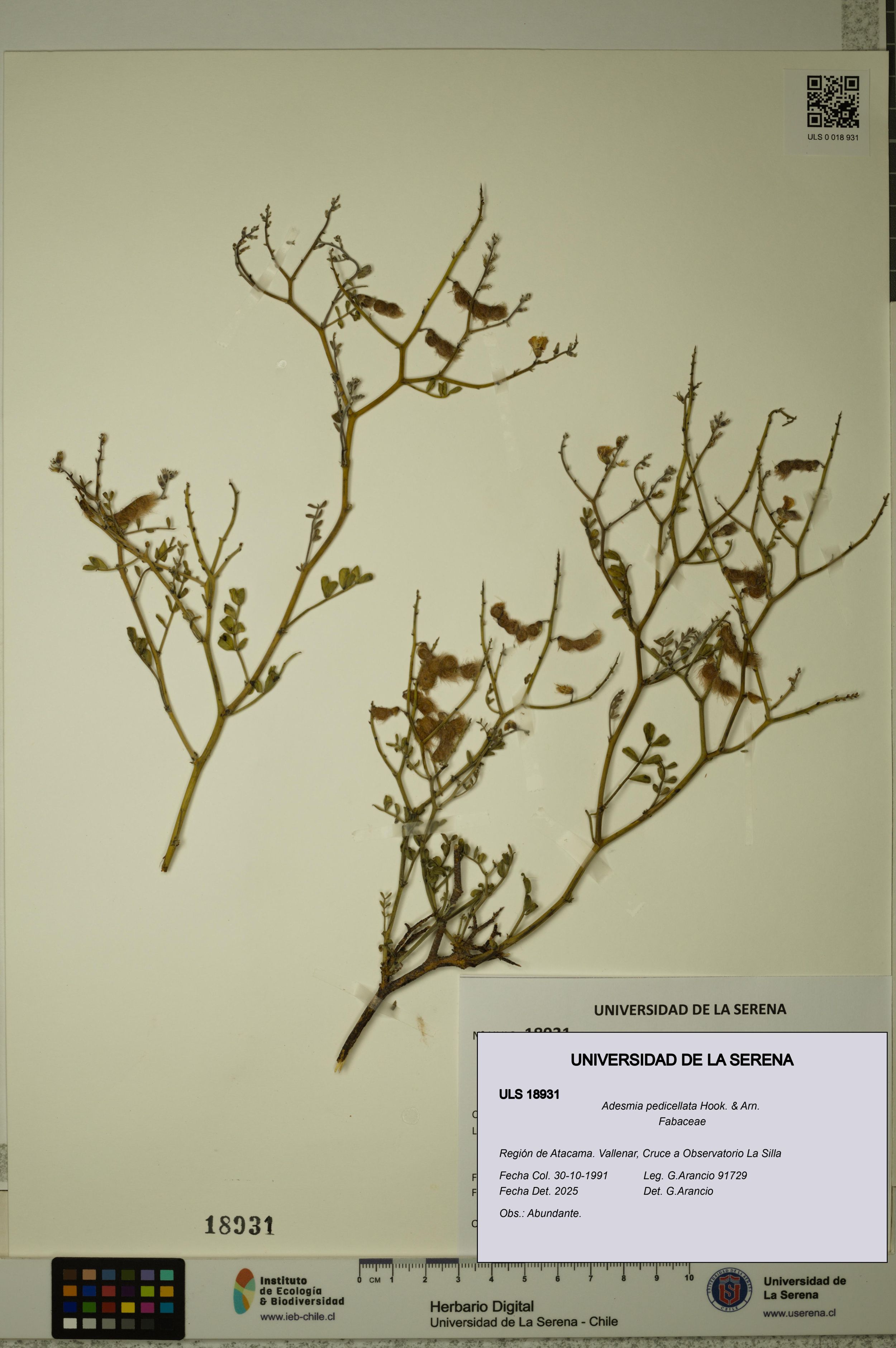 Adesmia pedicellata [Espécimen: ]