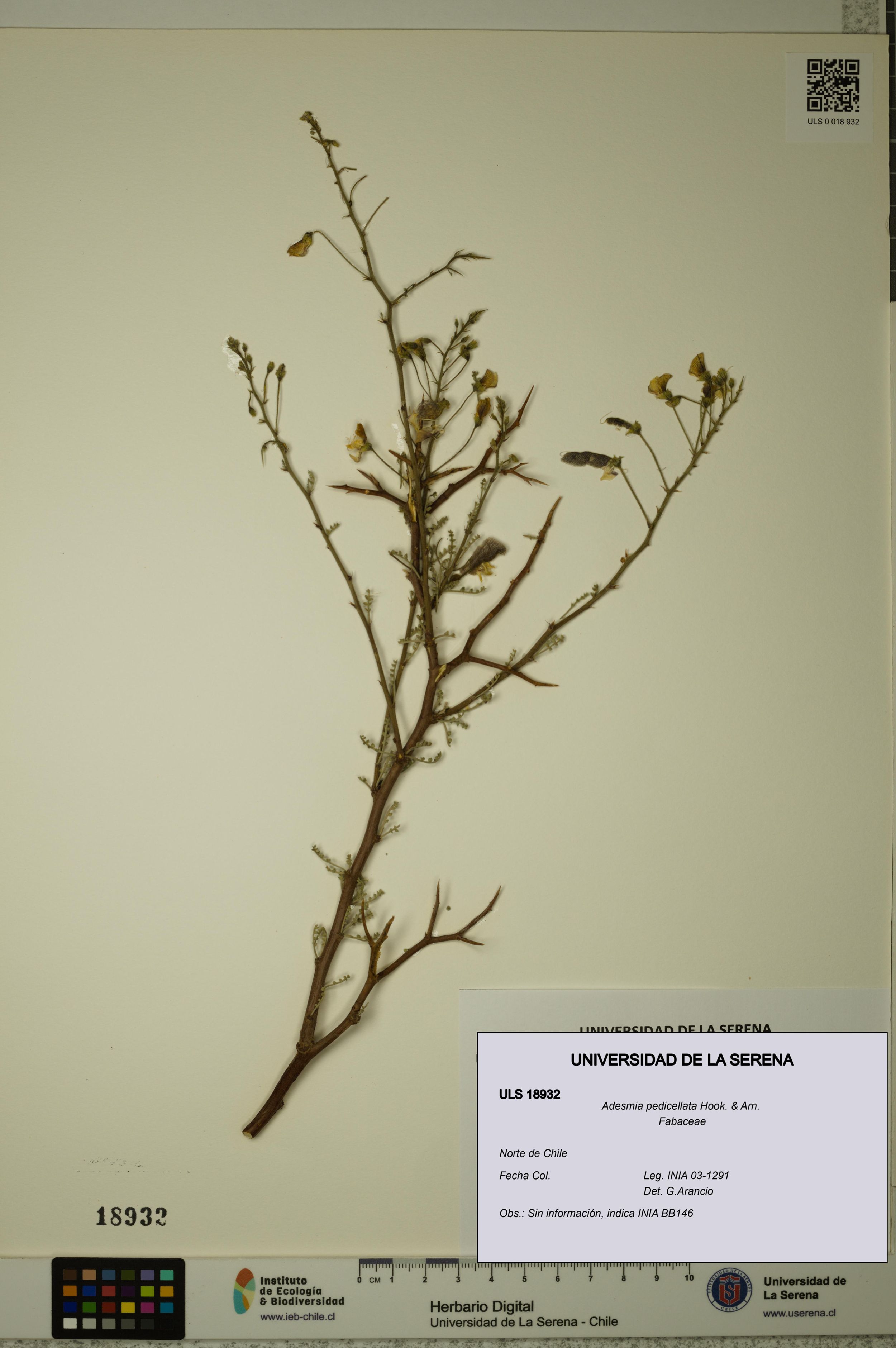 Adesmia pedicellata [Espécimen: ]