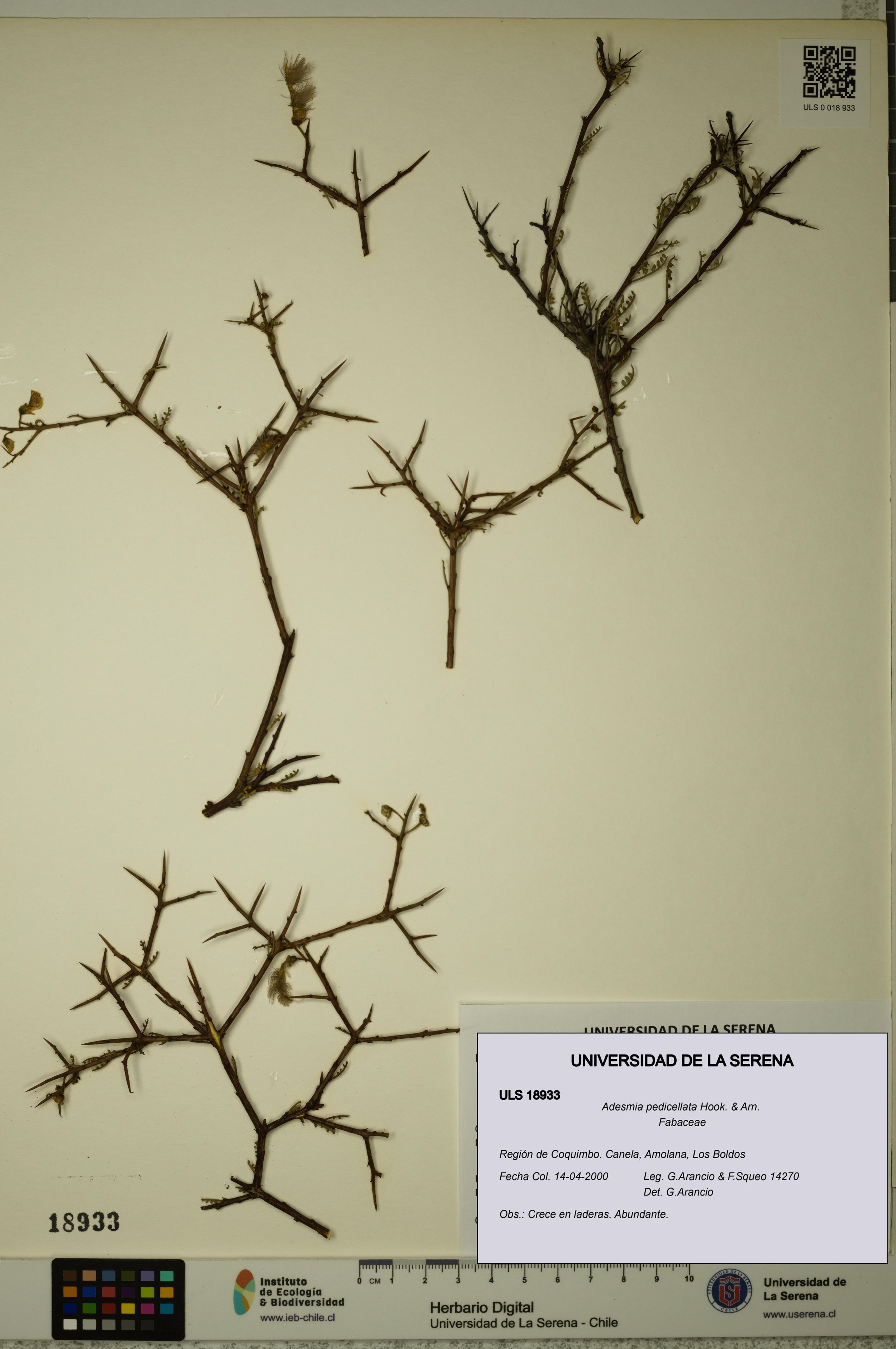 Adesmia pedicellata [Espécimen: ]
