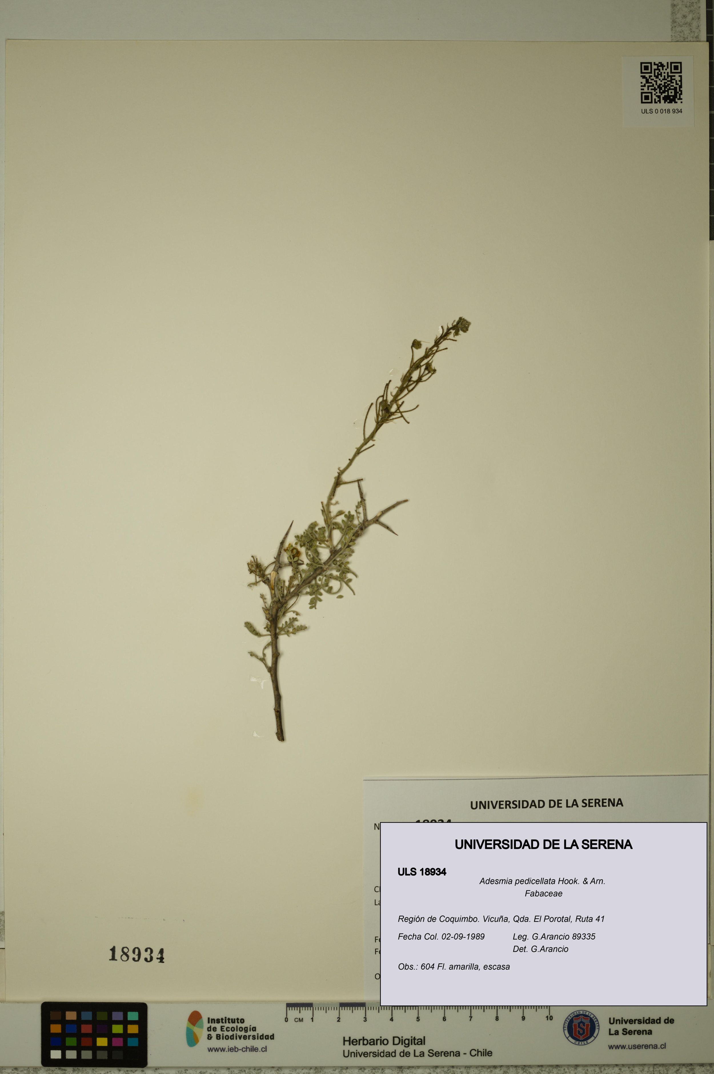 Adesmia pedicellata [Espécimen: ]