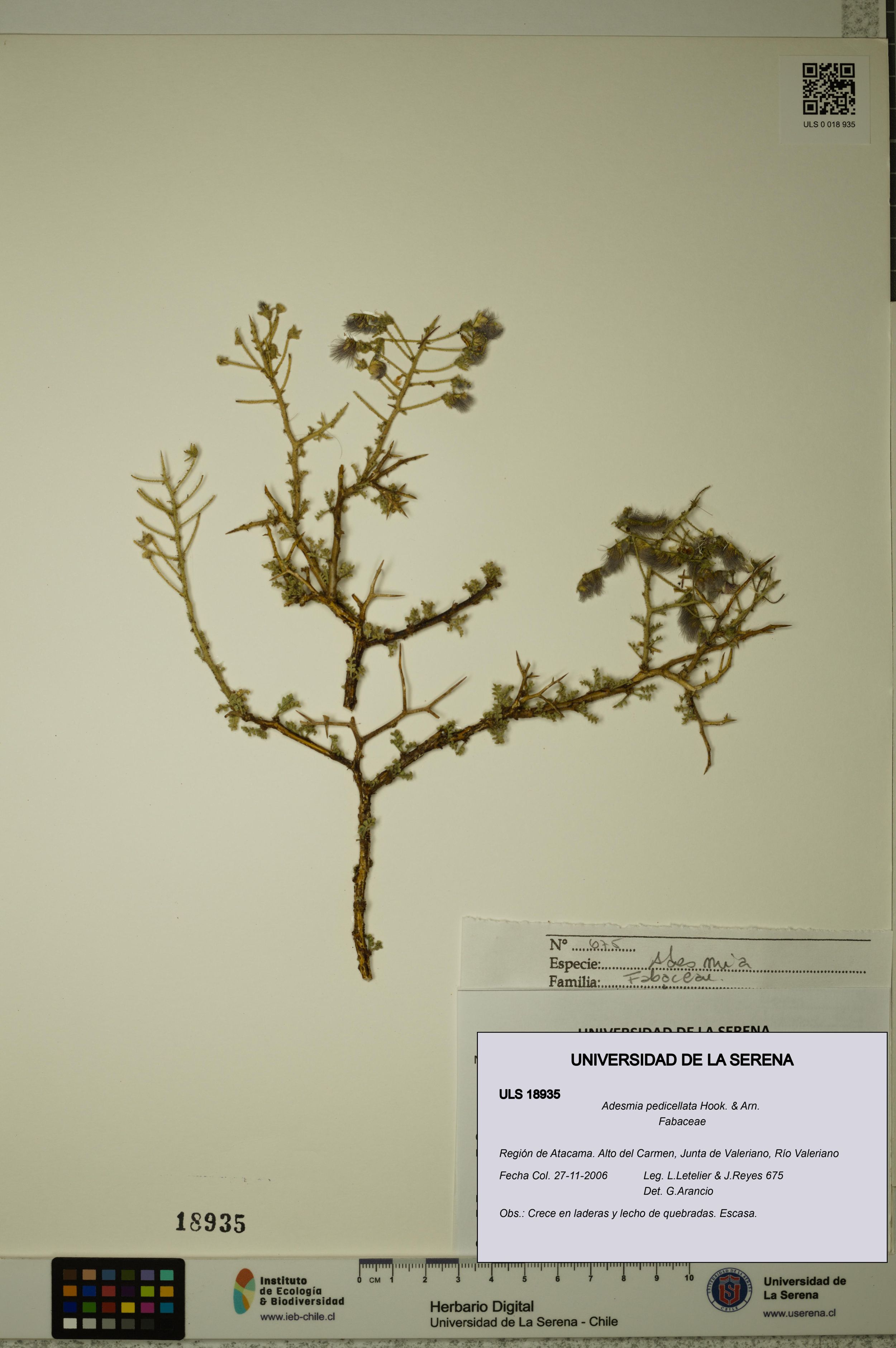 Adesmia pedicellata [Espécimen: ]