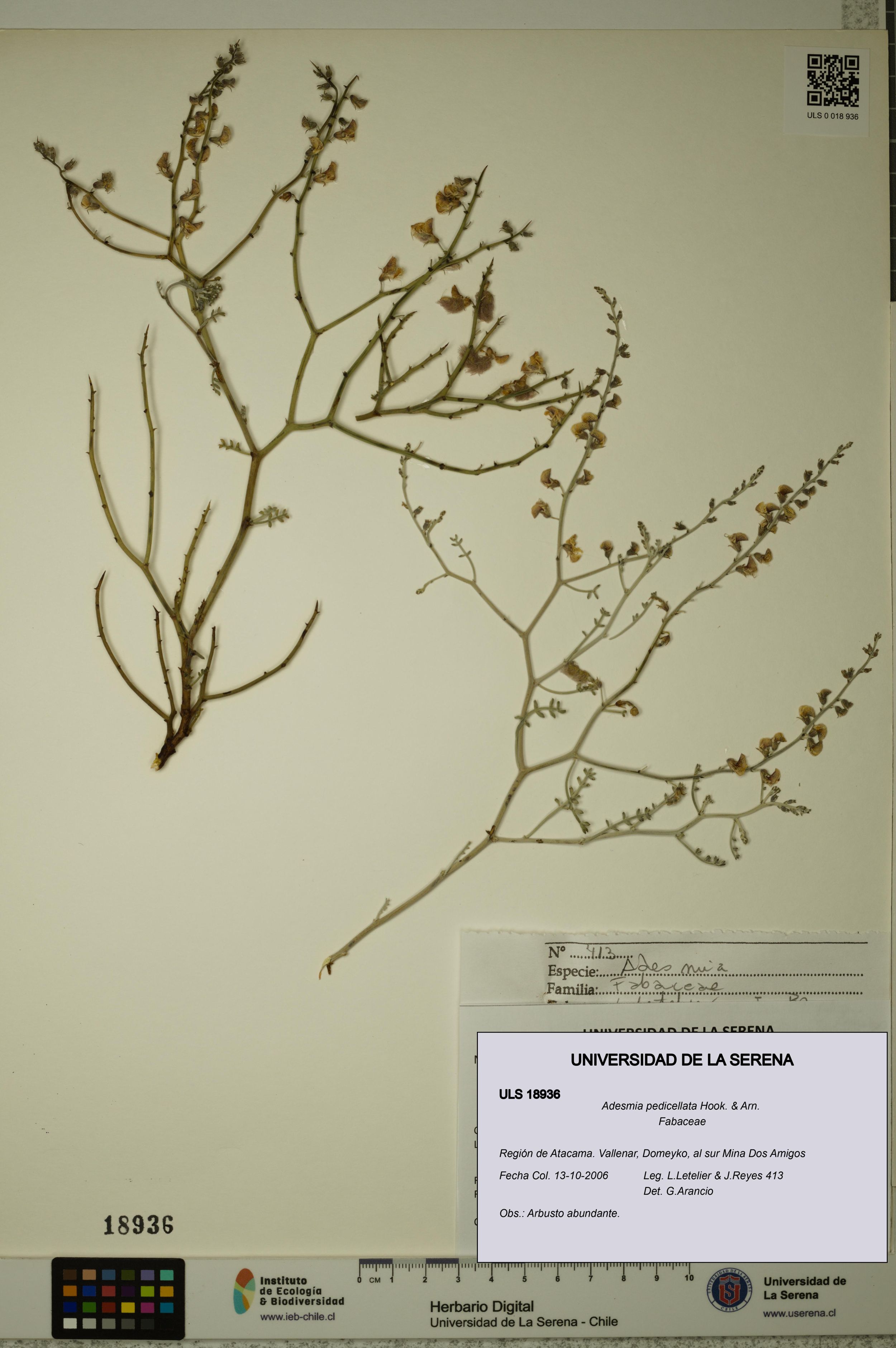Adesmia pedicellata [Espécimen: ]