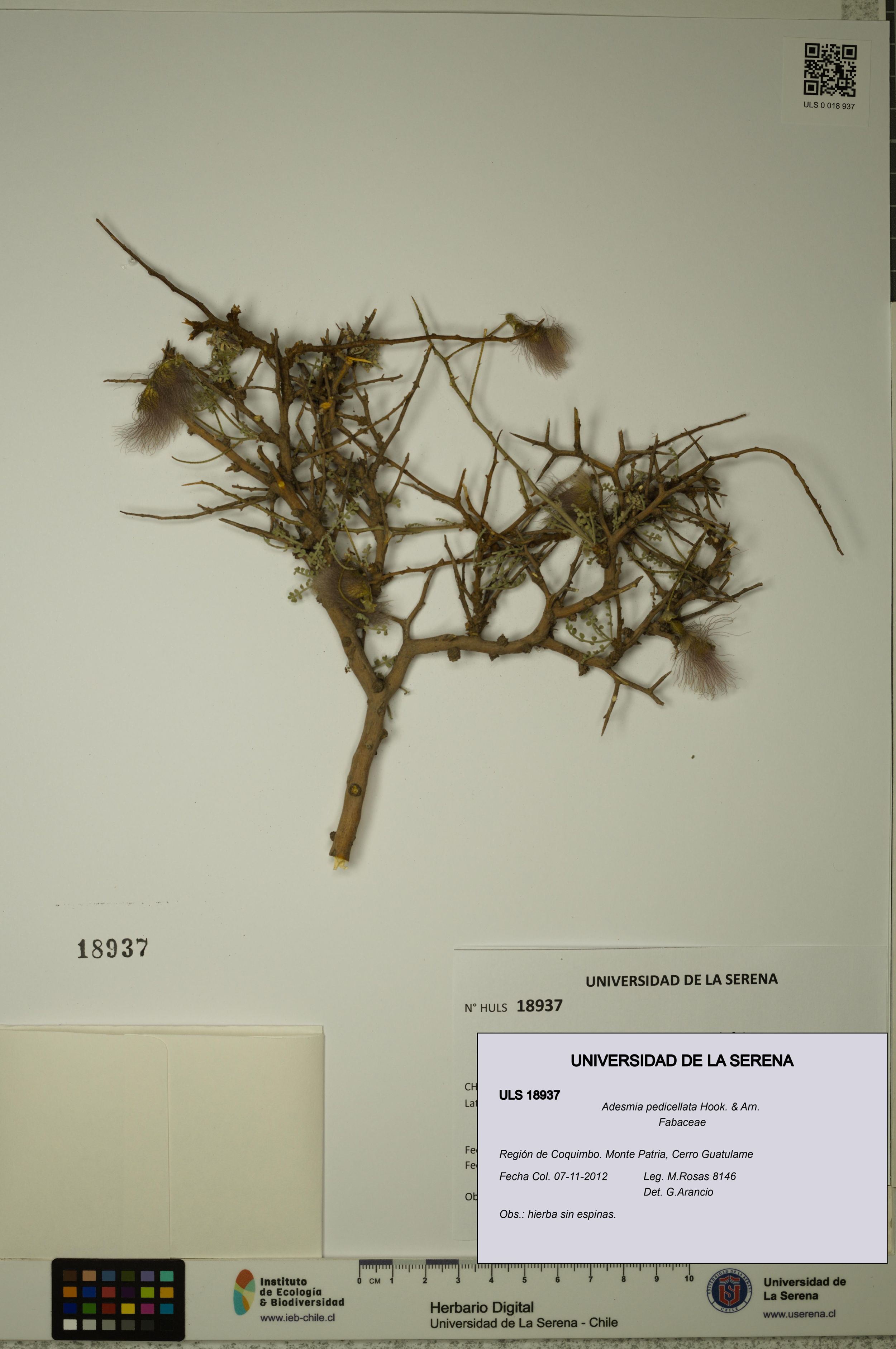 Adesmia pedicellata [Espécimen: ]