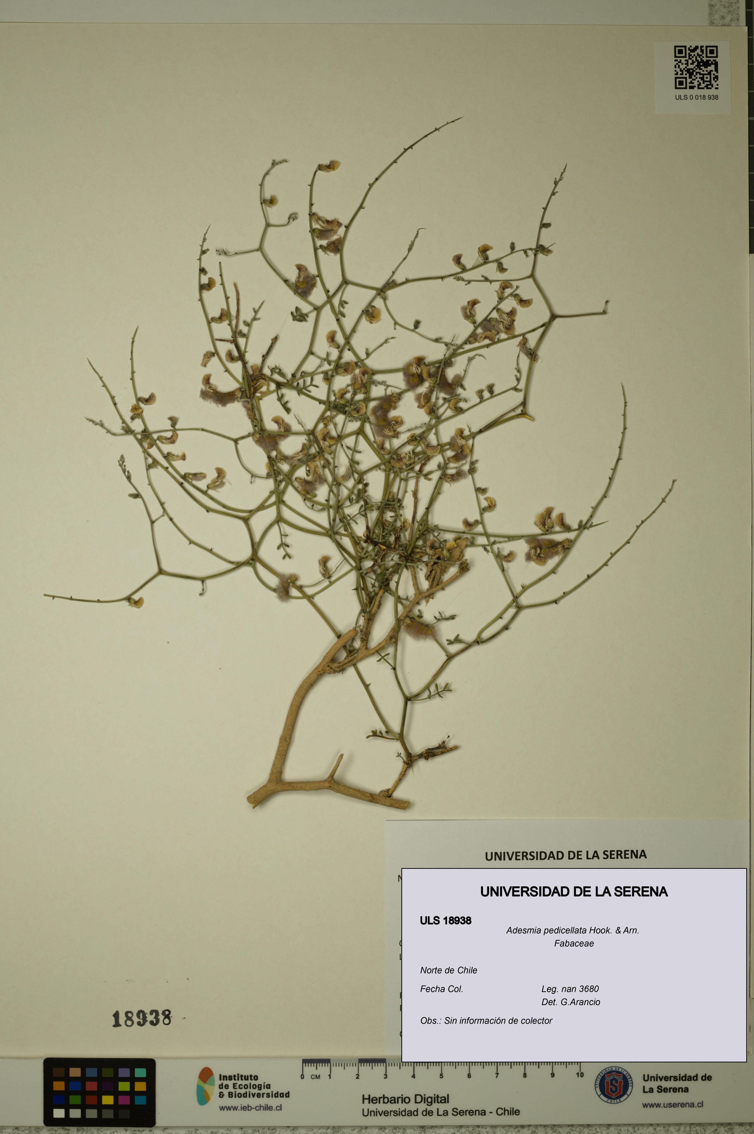 Adesmia pedicellata [Espécimen: ]
