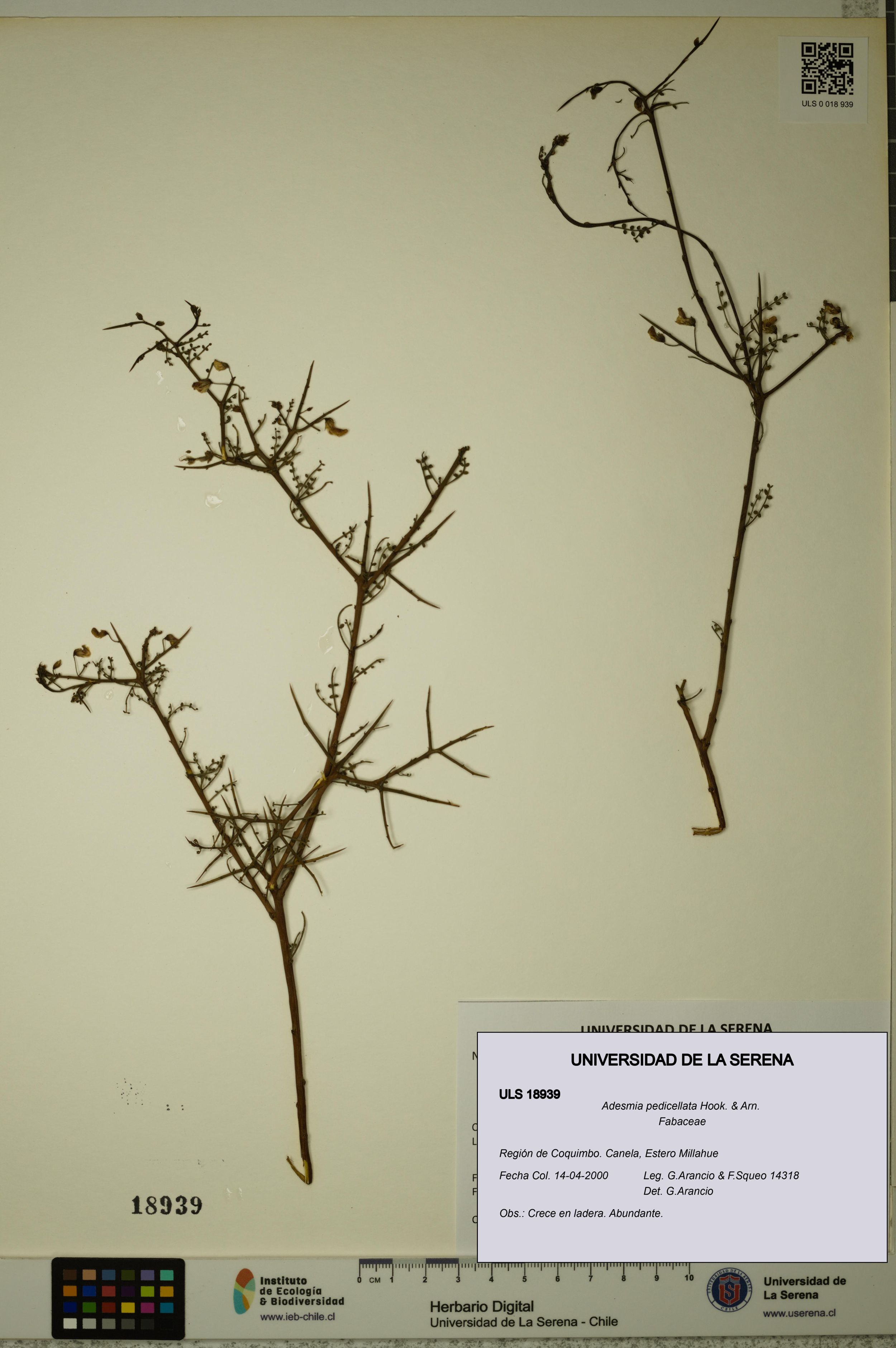 Adesmia pedicellata [Espécimen: ]