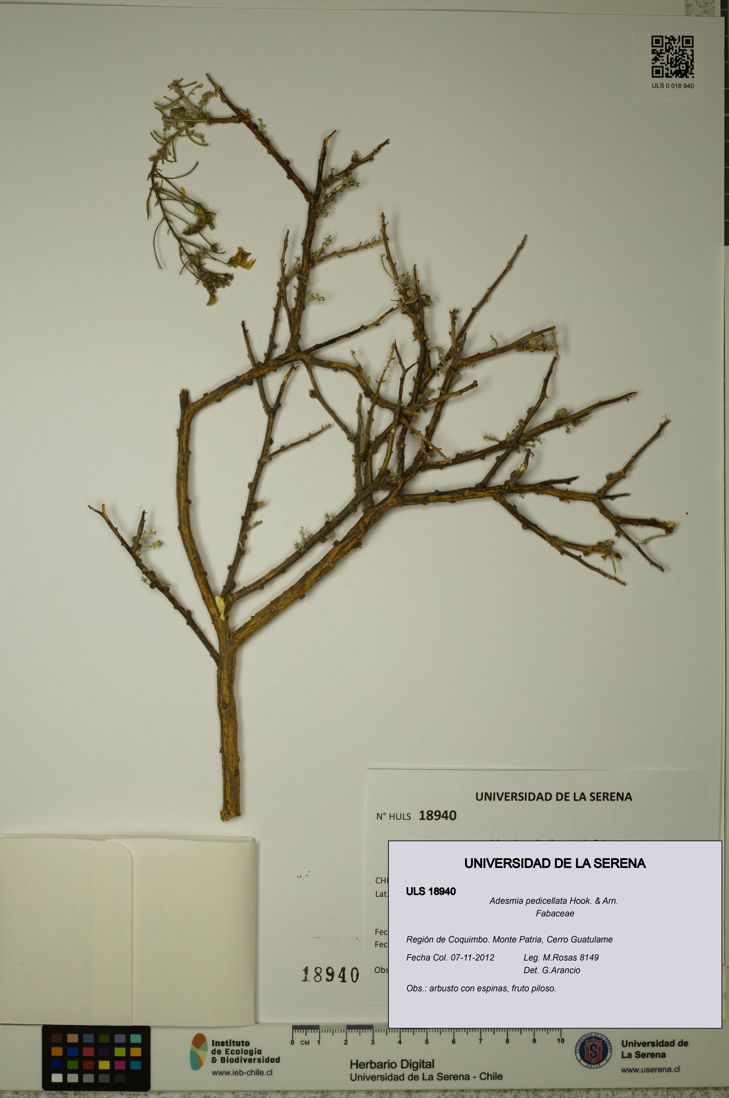 Adesmia pedicellata [Espécimen: ]