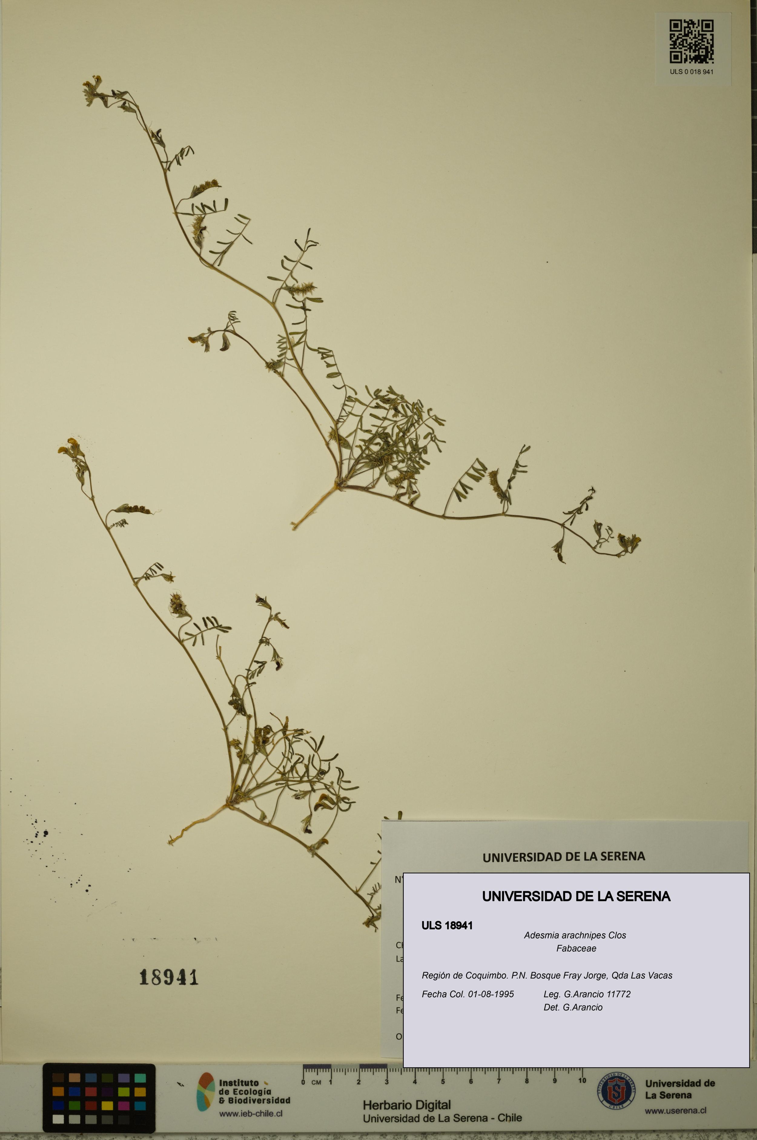 Adesmia arachnipes [Espécimen: ]