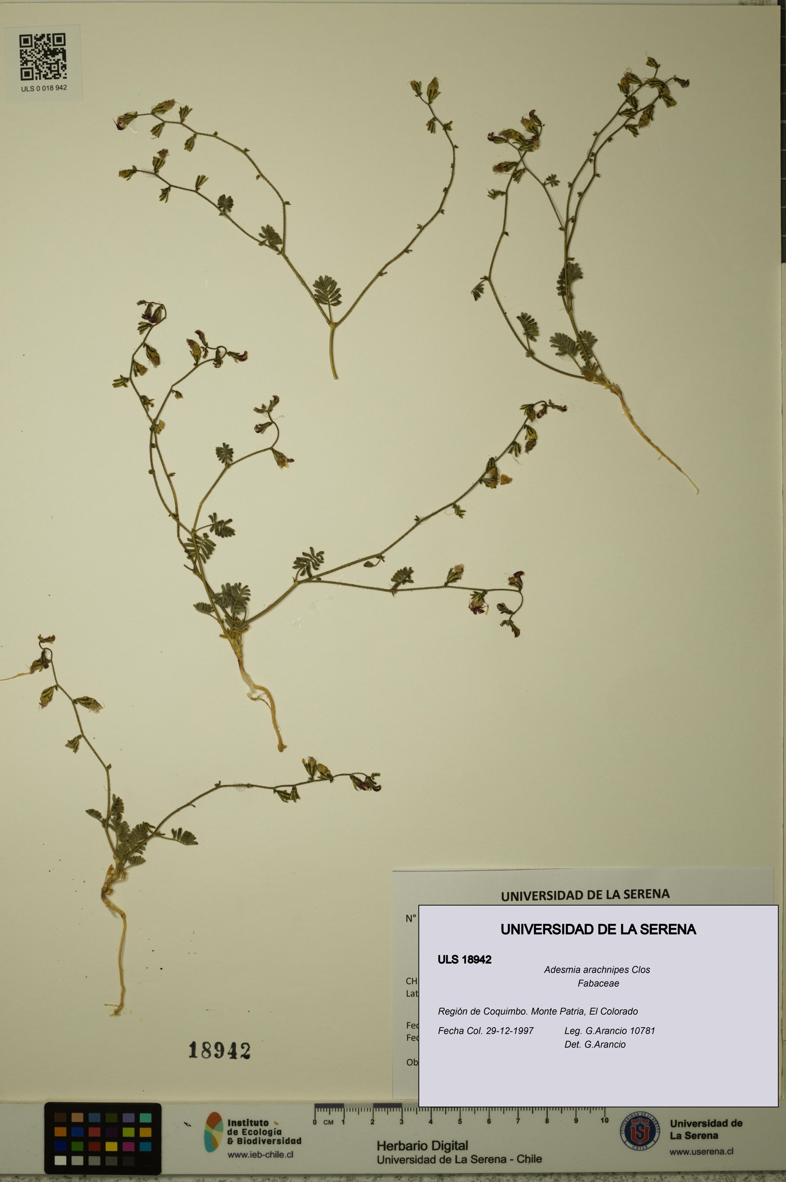 Adesmia arachnipes [Espécimen: ]