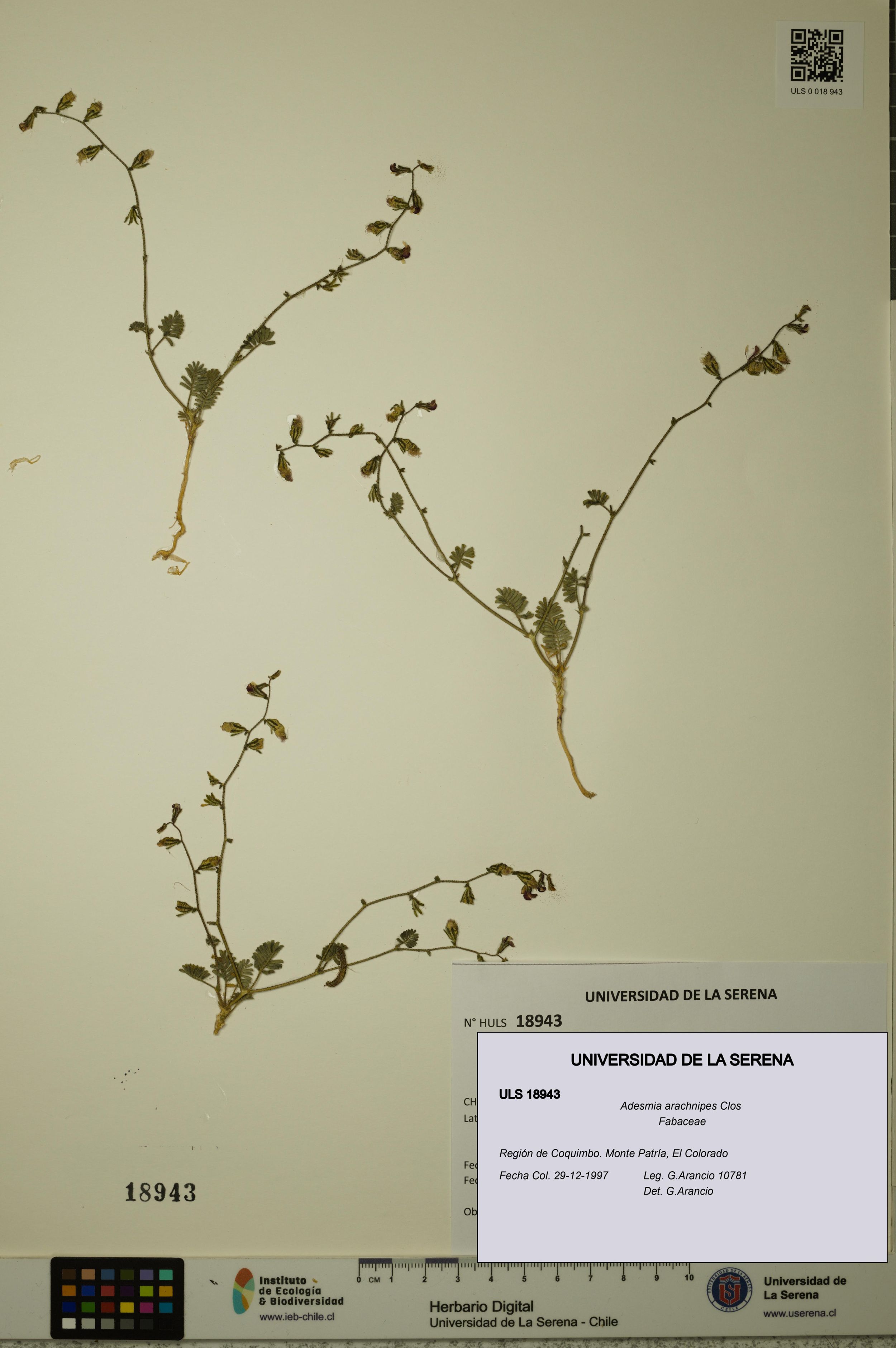 Adesmia arachnipes [Espécimen: ]