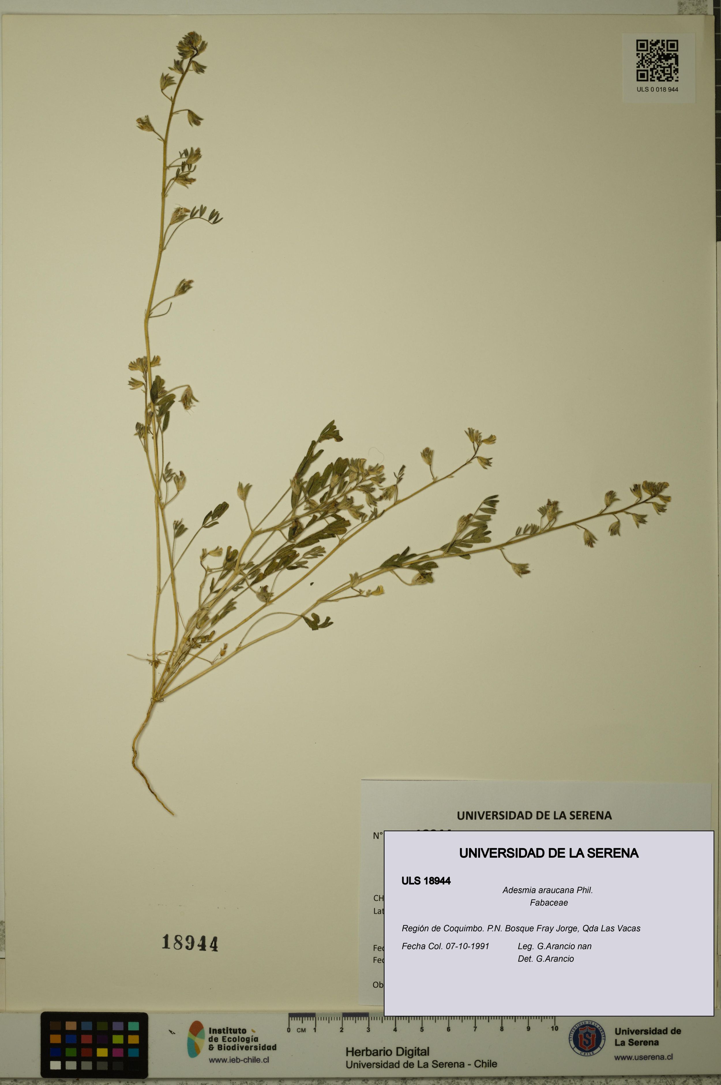 Adesmia araucana [Espécimen: ]