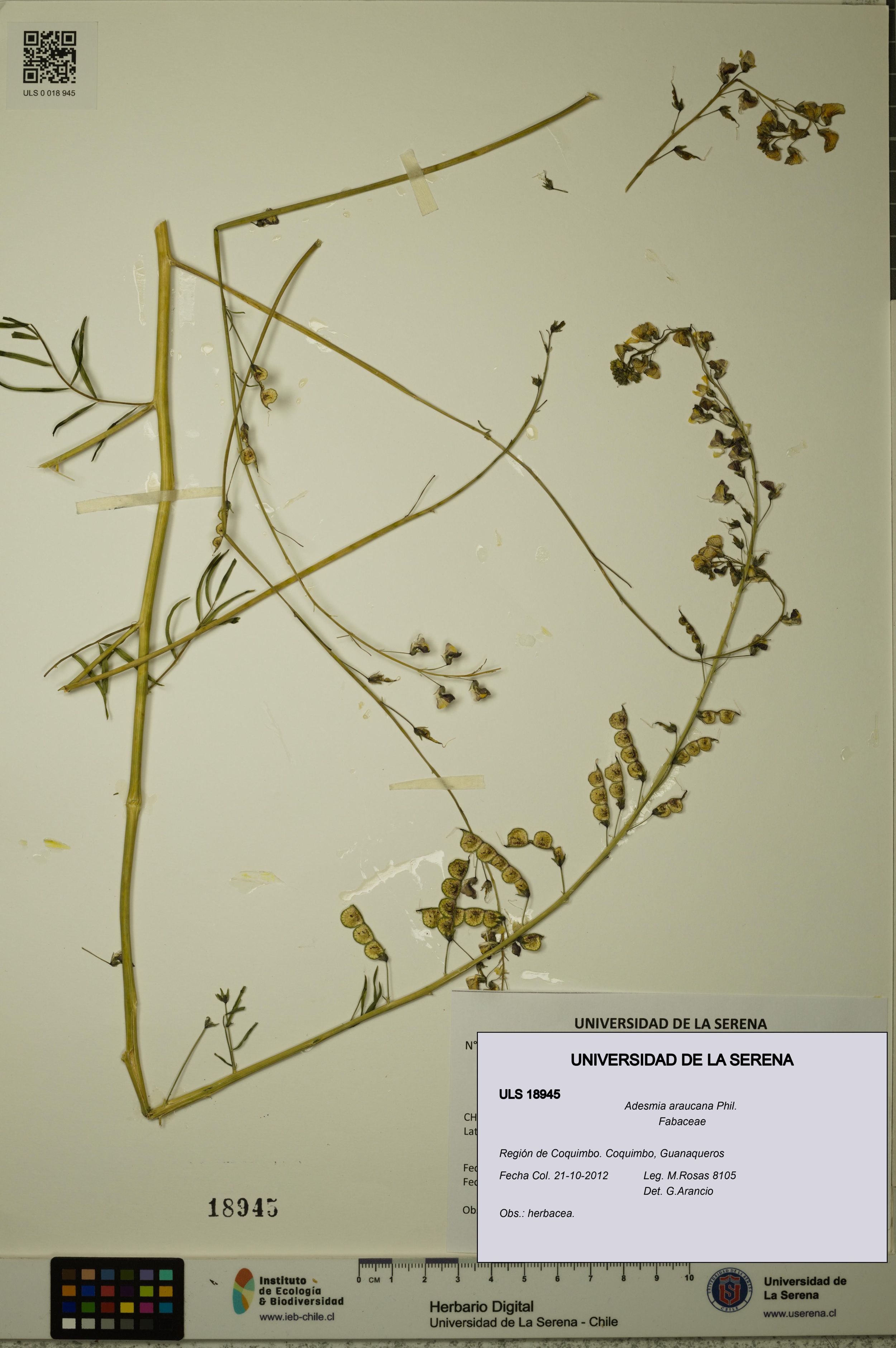 Adesmia araucana [Espécimen: ]
