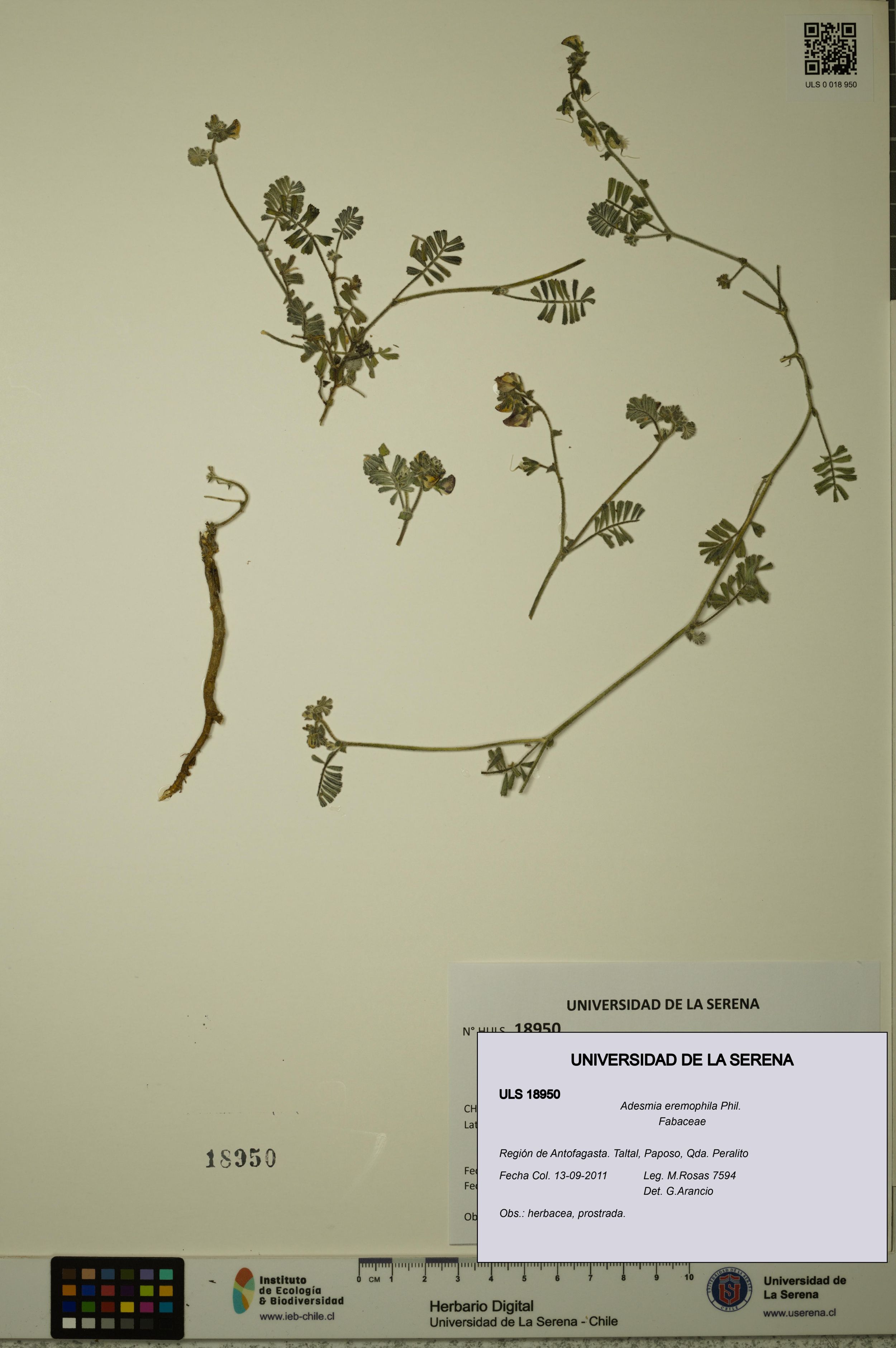 Adesmia eremophila [Espécimen: ]