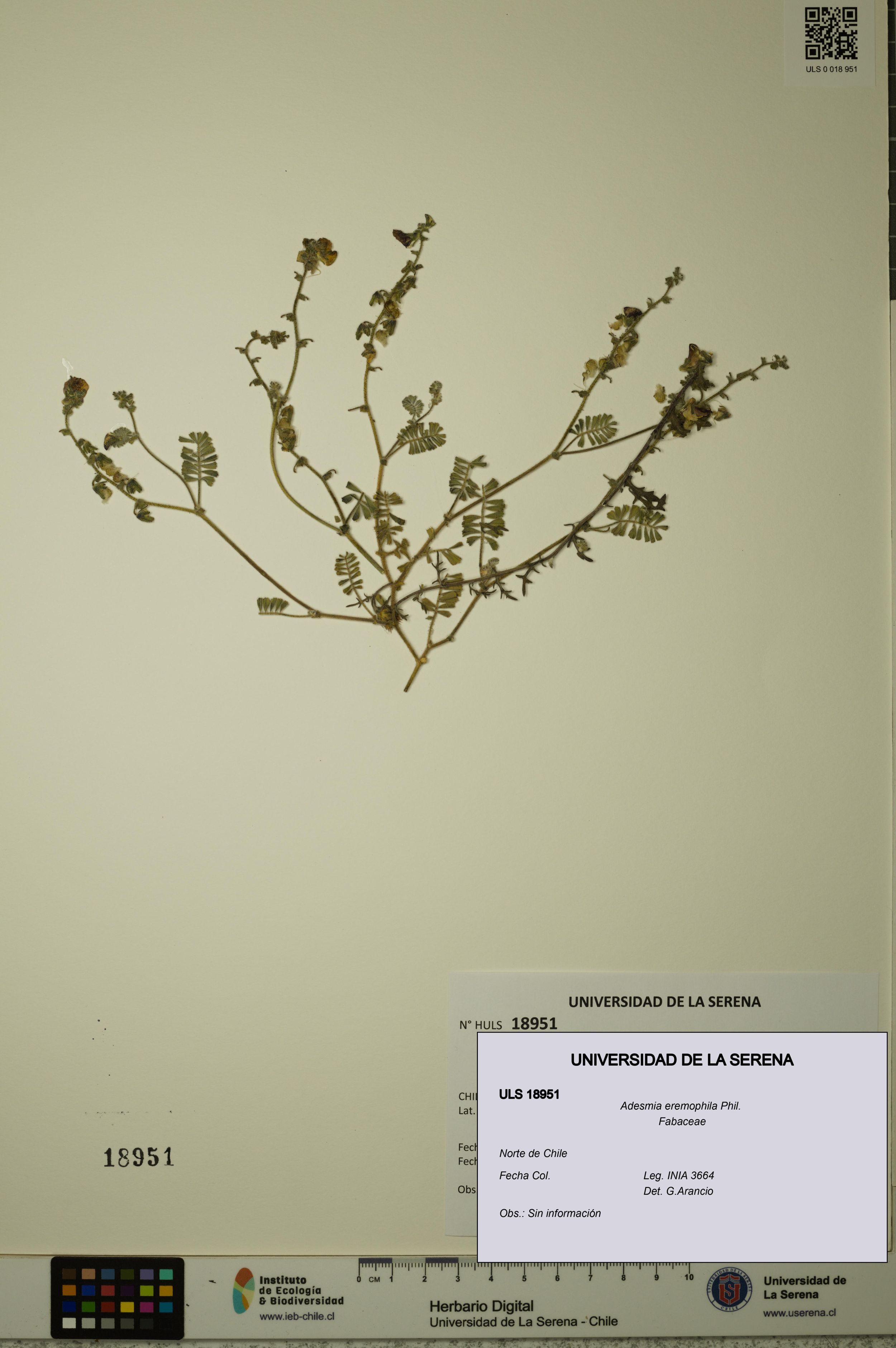 Adesmia eremophila [Espécimen: ]