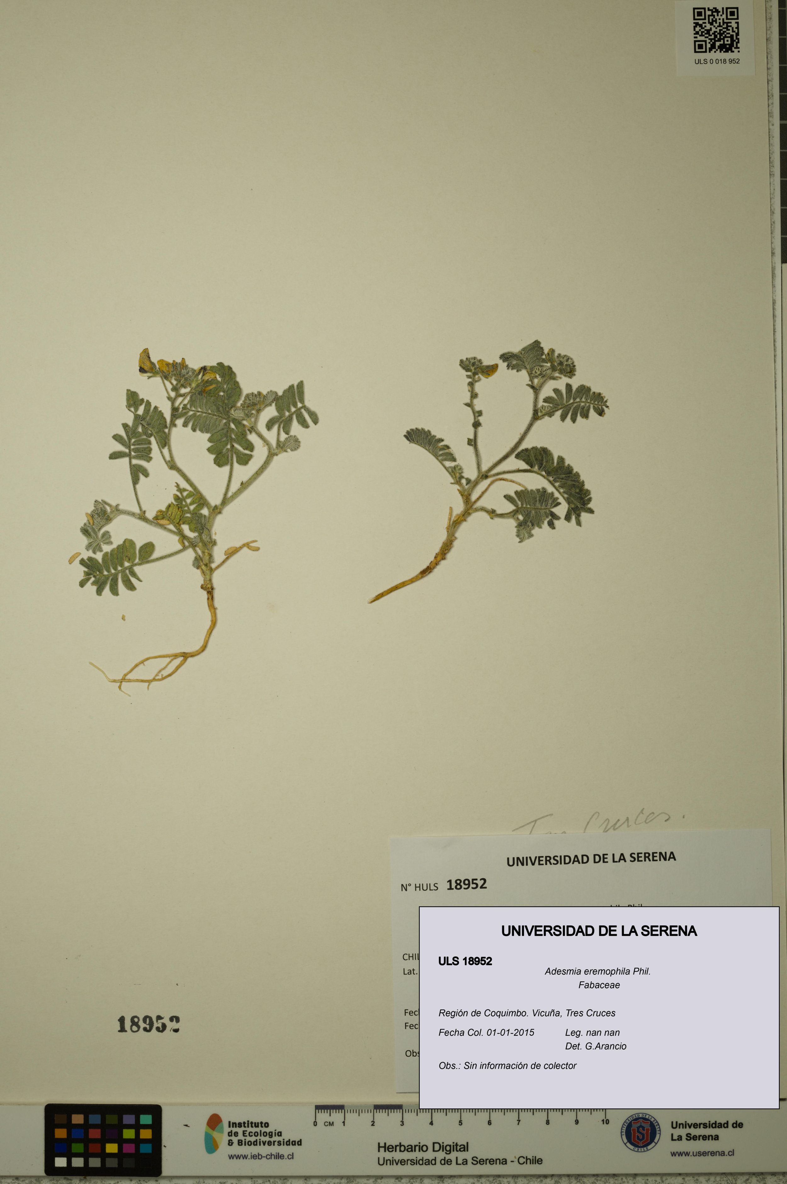 Adesmia eremophila [Espécimen: ]