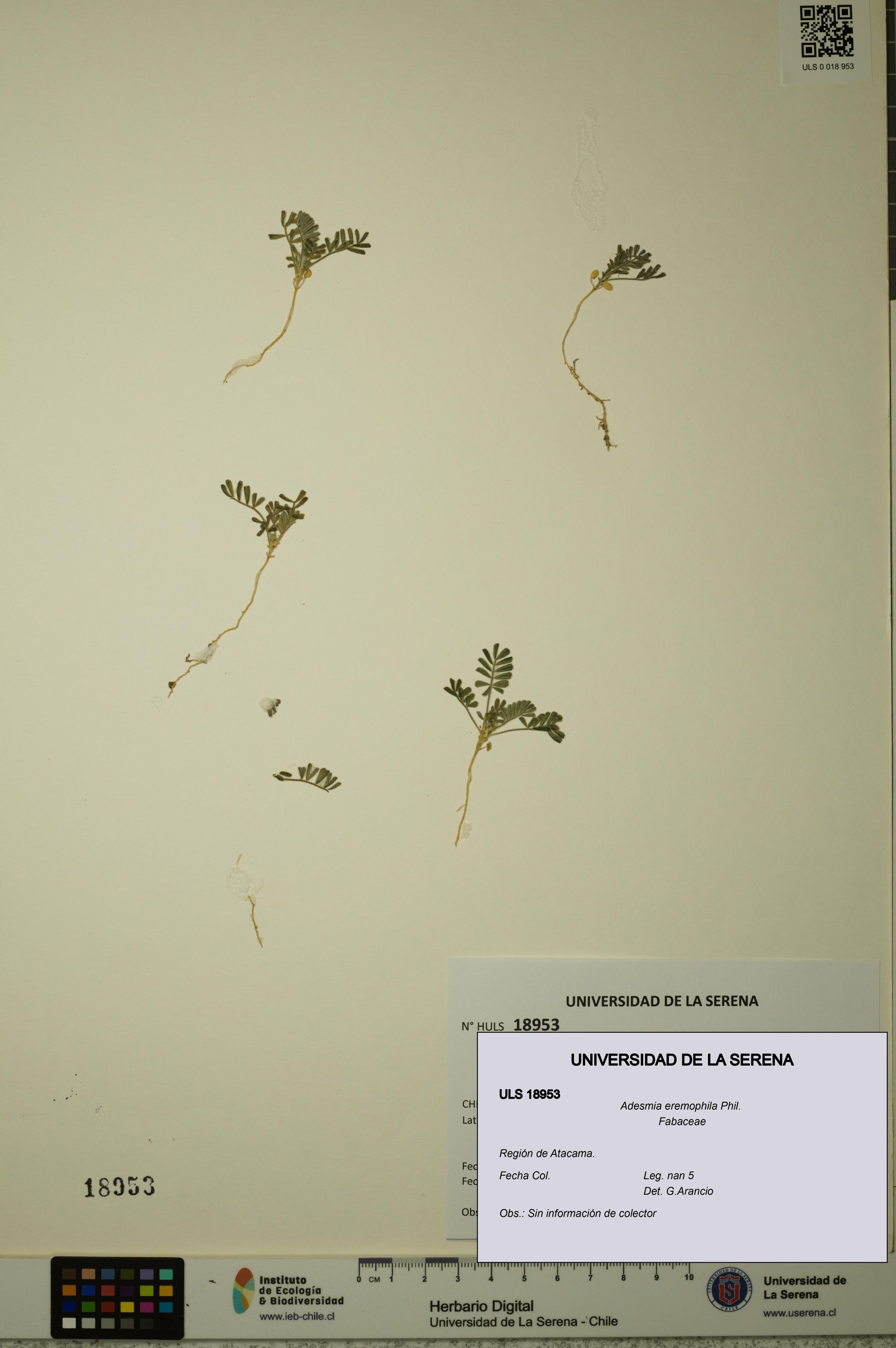Adesmia eremophila [Espécimen: ]
